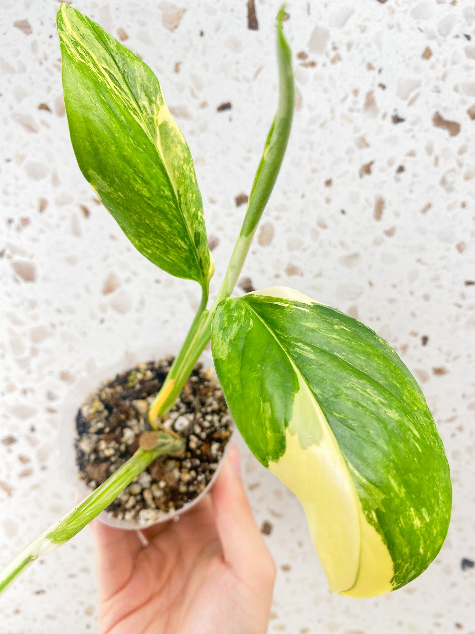 Monstera Lechleriana Variegated 3 leaves