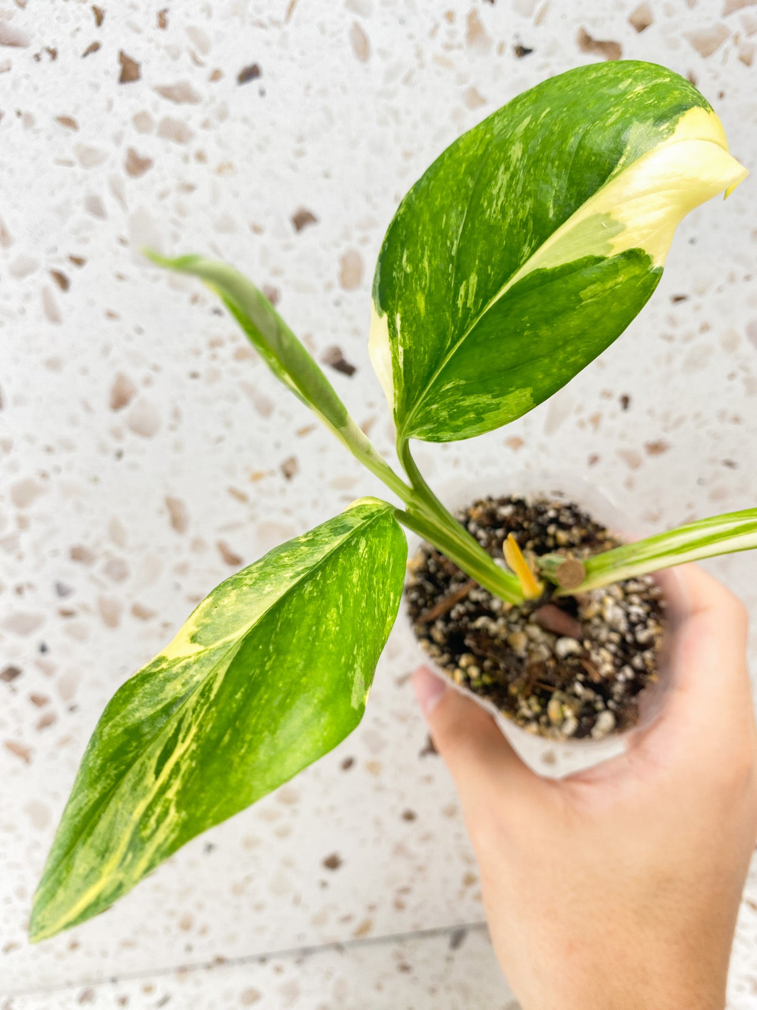 Monstera Lechleriana Variegated 3 leaves