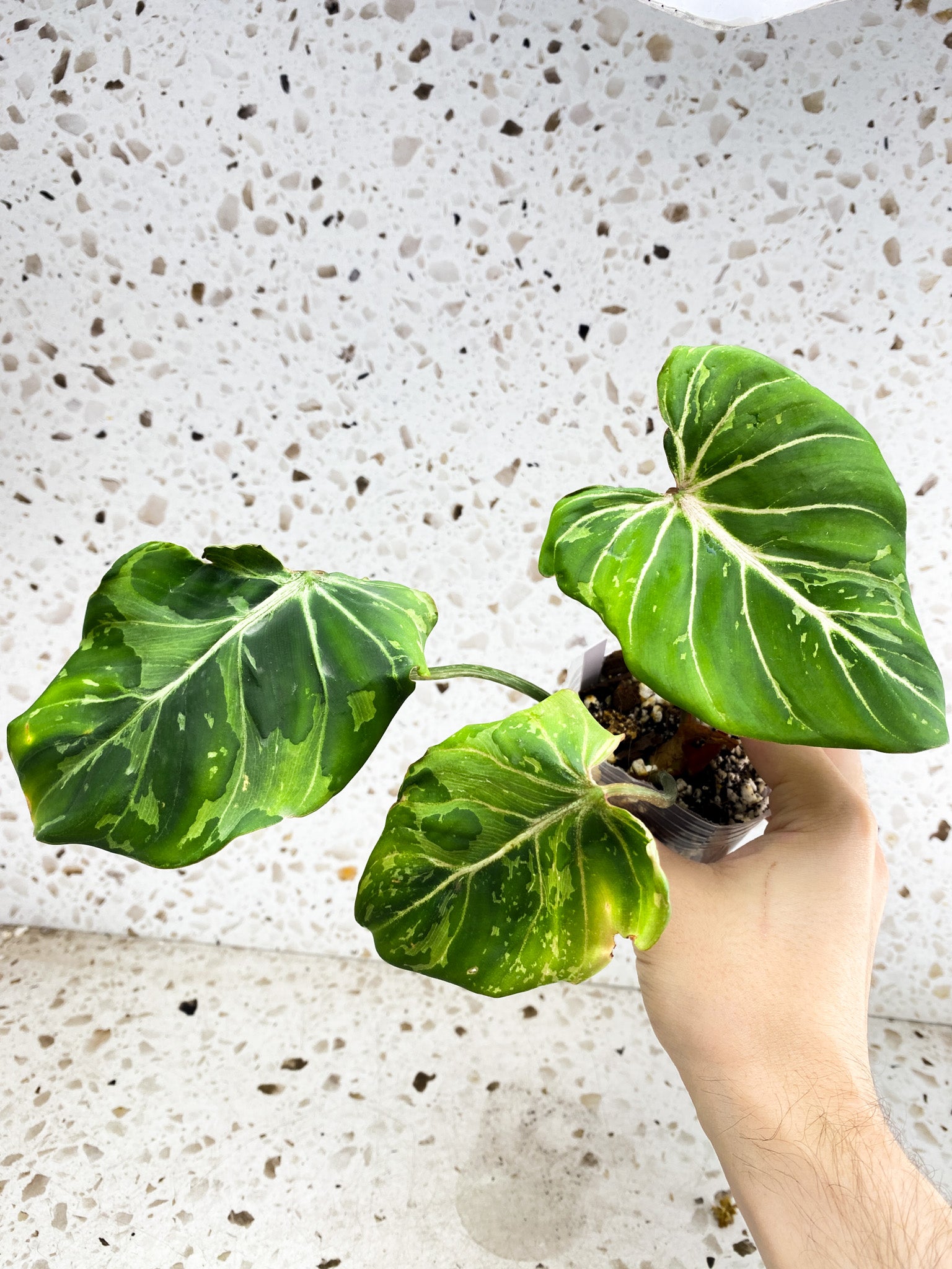 Philodendron Gloriosum 'Snow Leopard' Variegated 3 leaf top cutting (rooting)