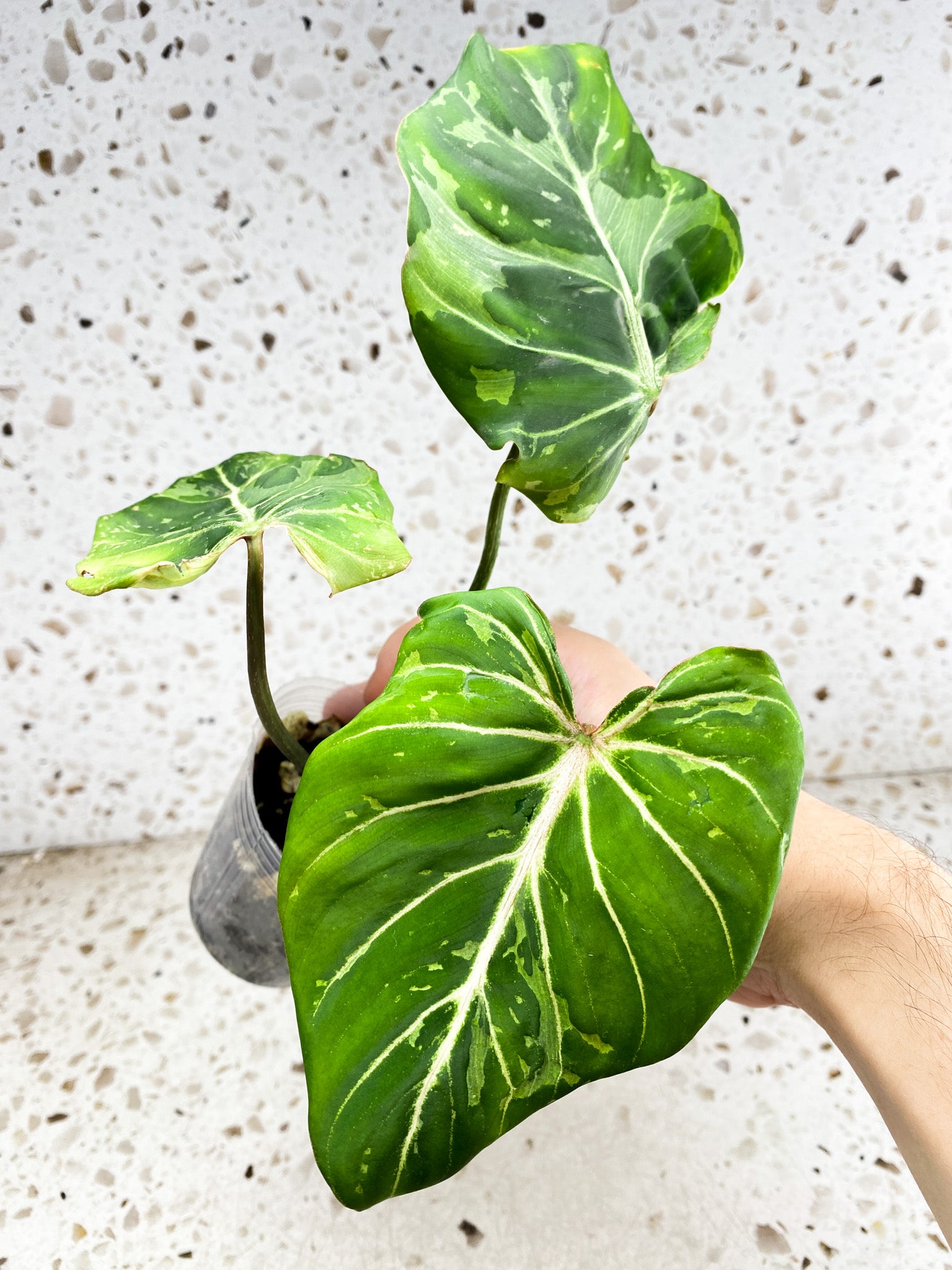 Philodendron Gloriosum 'Snow Leopard' Variegated 3 leaf top cutting (rooting)