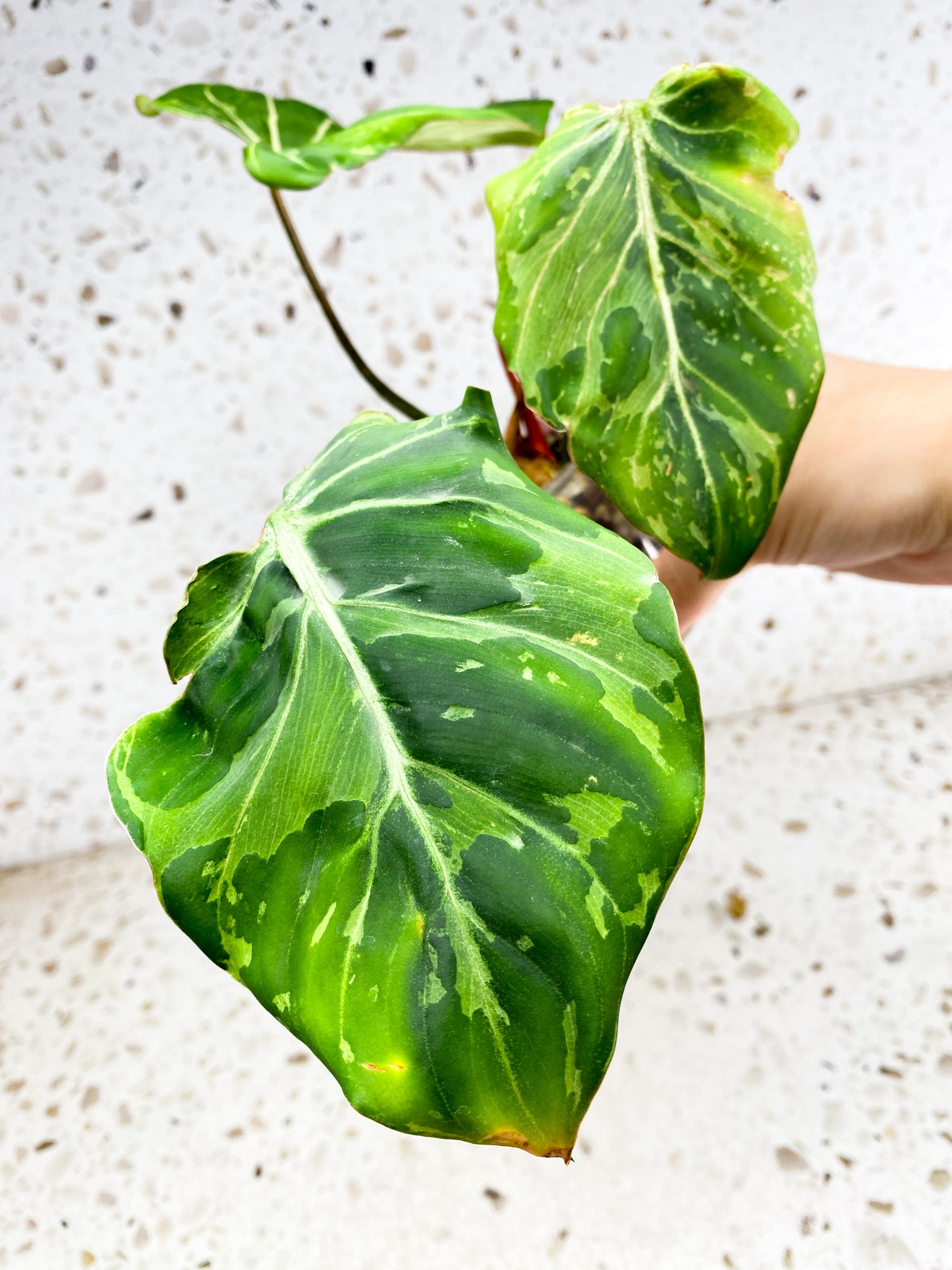 Philodendron Gloriosum 'Snow Leopard' Variegated 3 leaf top cutting (rooting)