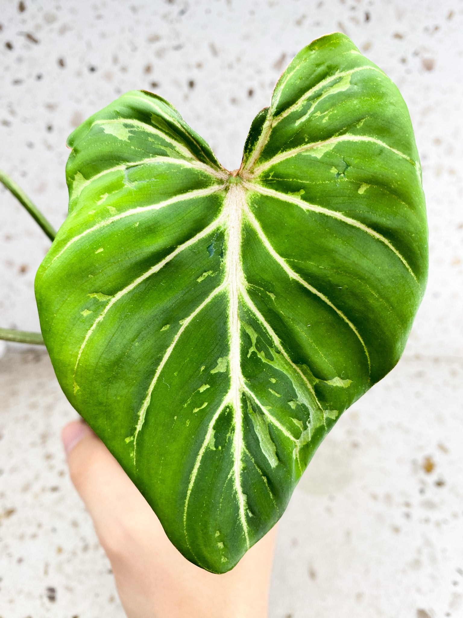 Philodendron Gloriosum 'Snow Leopard' Variegated 3 leaf top cutting (rooting)