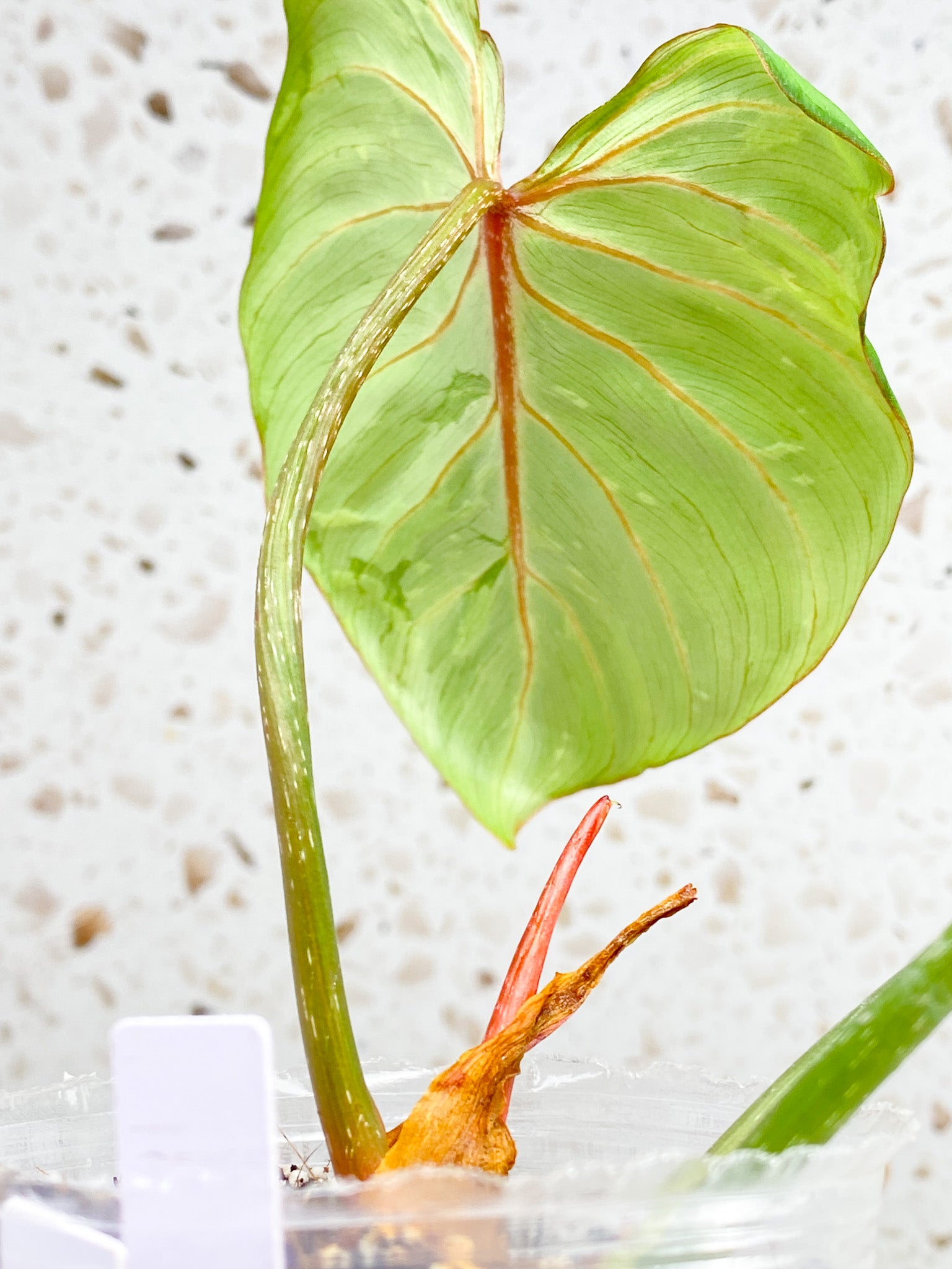 Philodendron Gloriosum 'Snow Leopard' Variegated 3 leaf top cutting (rooting)