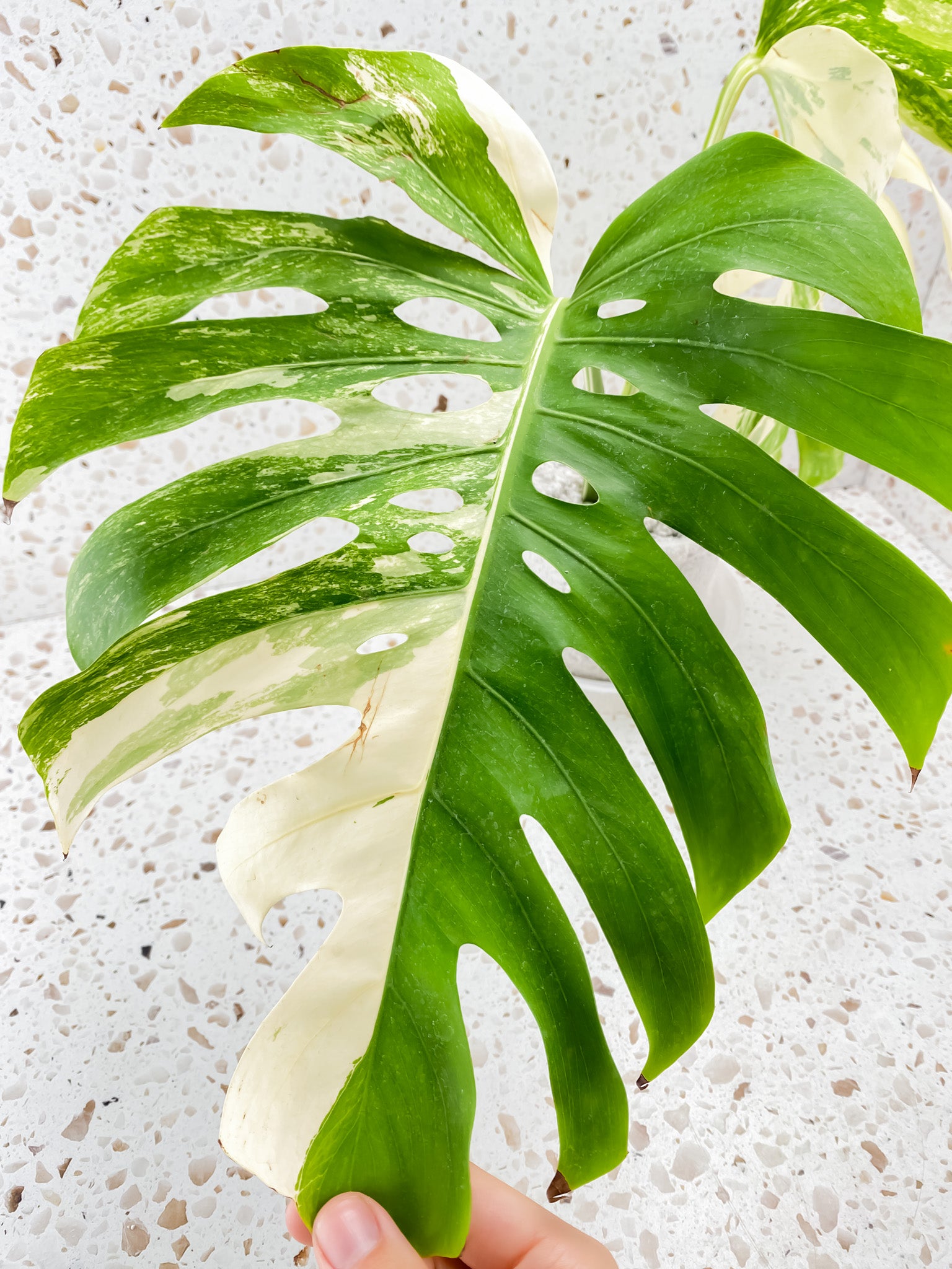 Bundle for Brooke W. Monstera Albo White Tiger and Monstera Aurea Tricolor