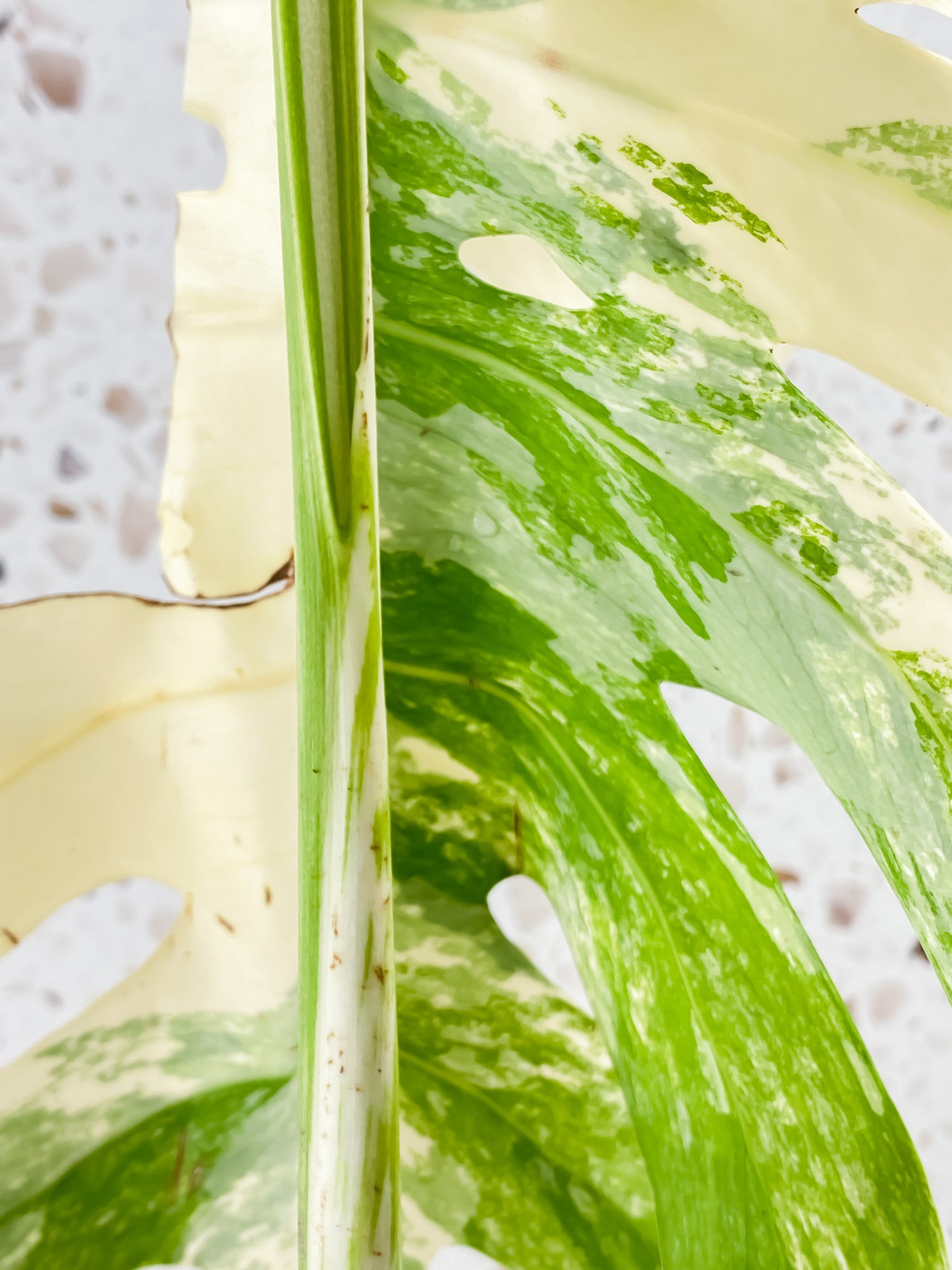 Bundle for Brooke W. Monstera Albo White Tiger and Monstera Aurea Tricolor