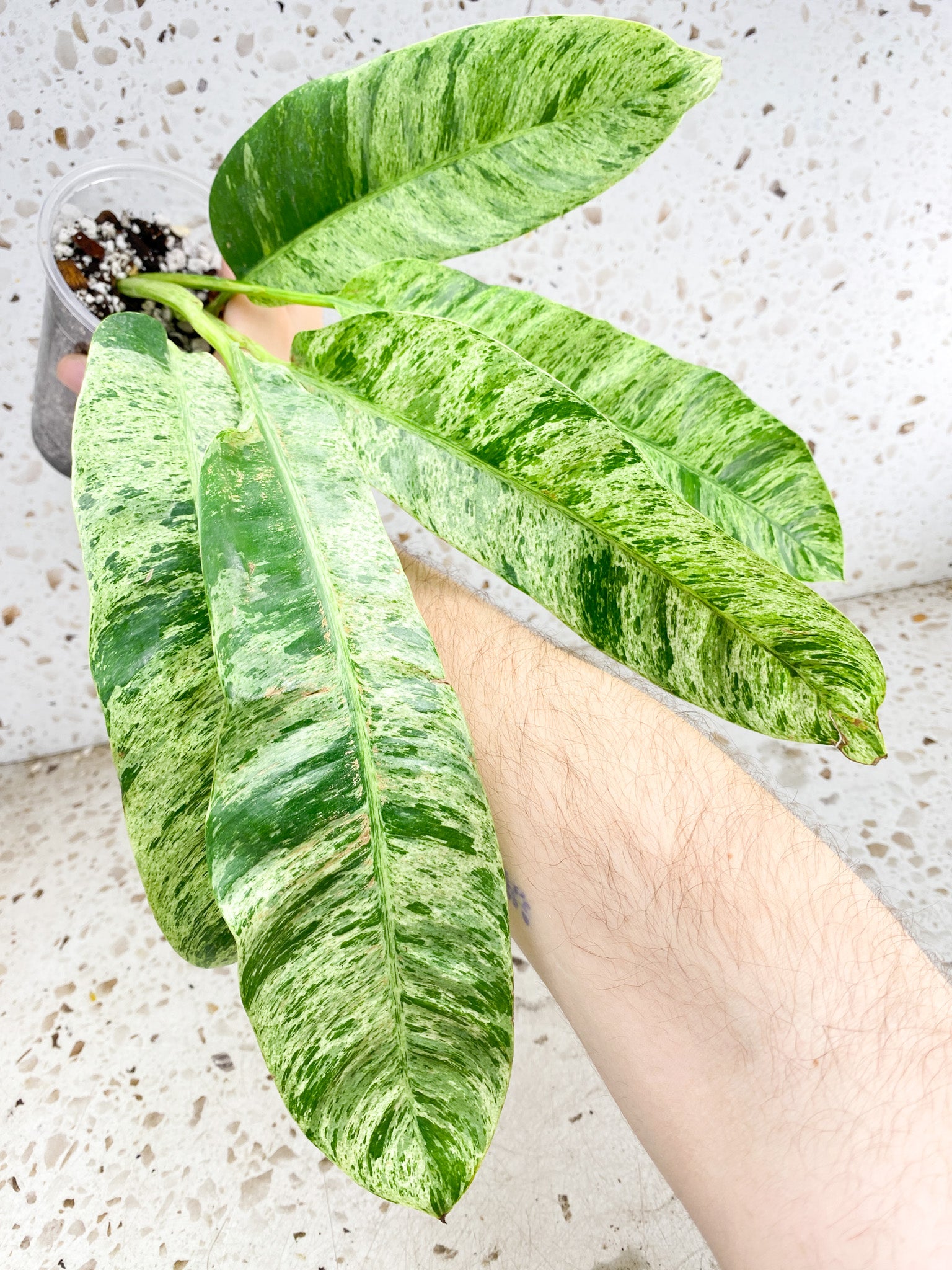 Epipremnum Giganteum Variegated 5 leaf top cutting (rooting)