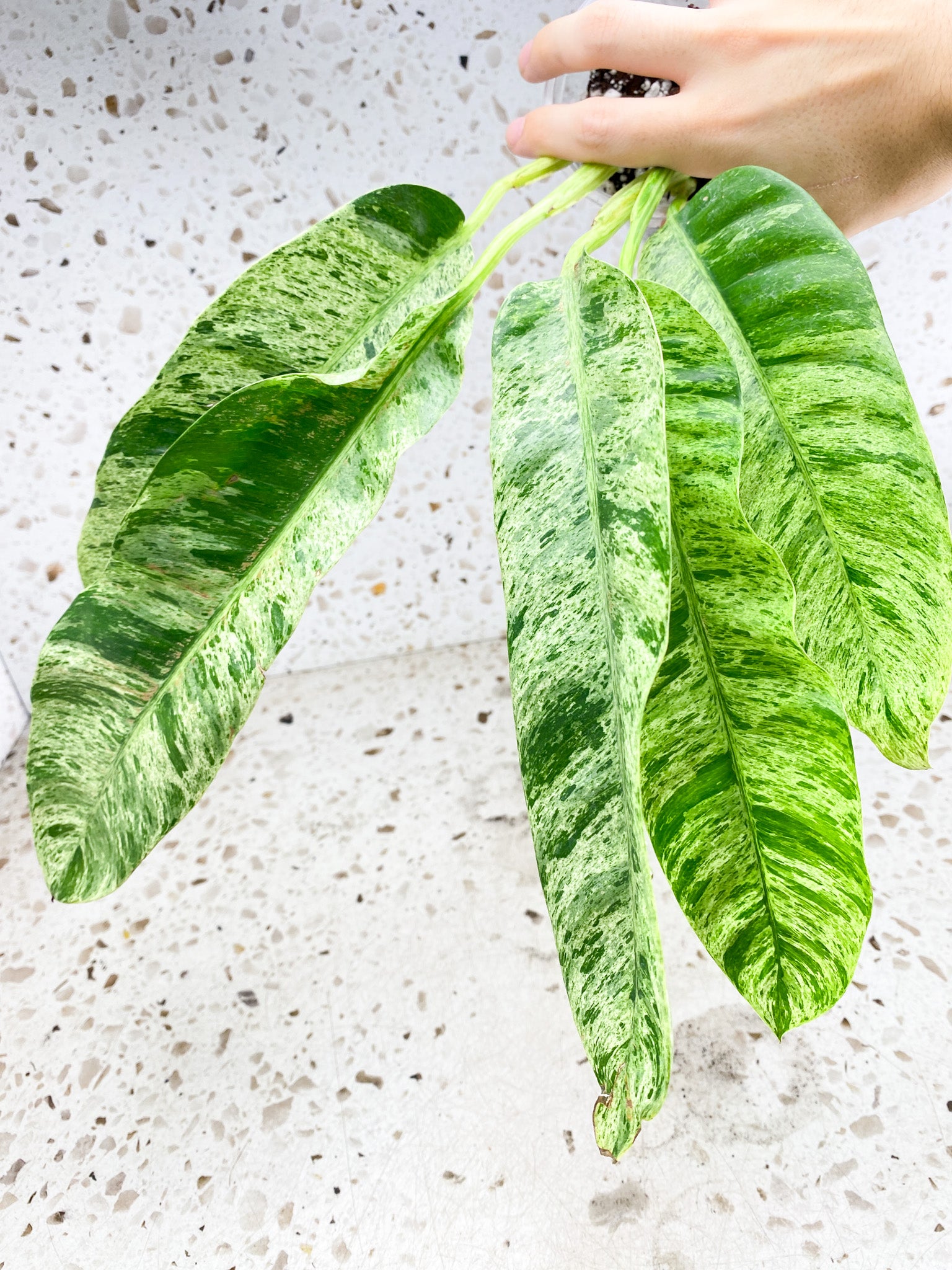 Epipremnum Giganteum Variegated 5 leaf top cutting (rooting)