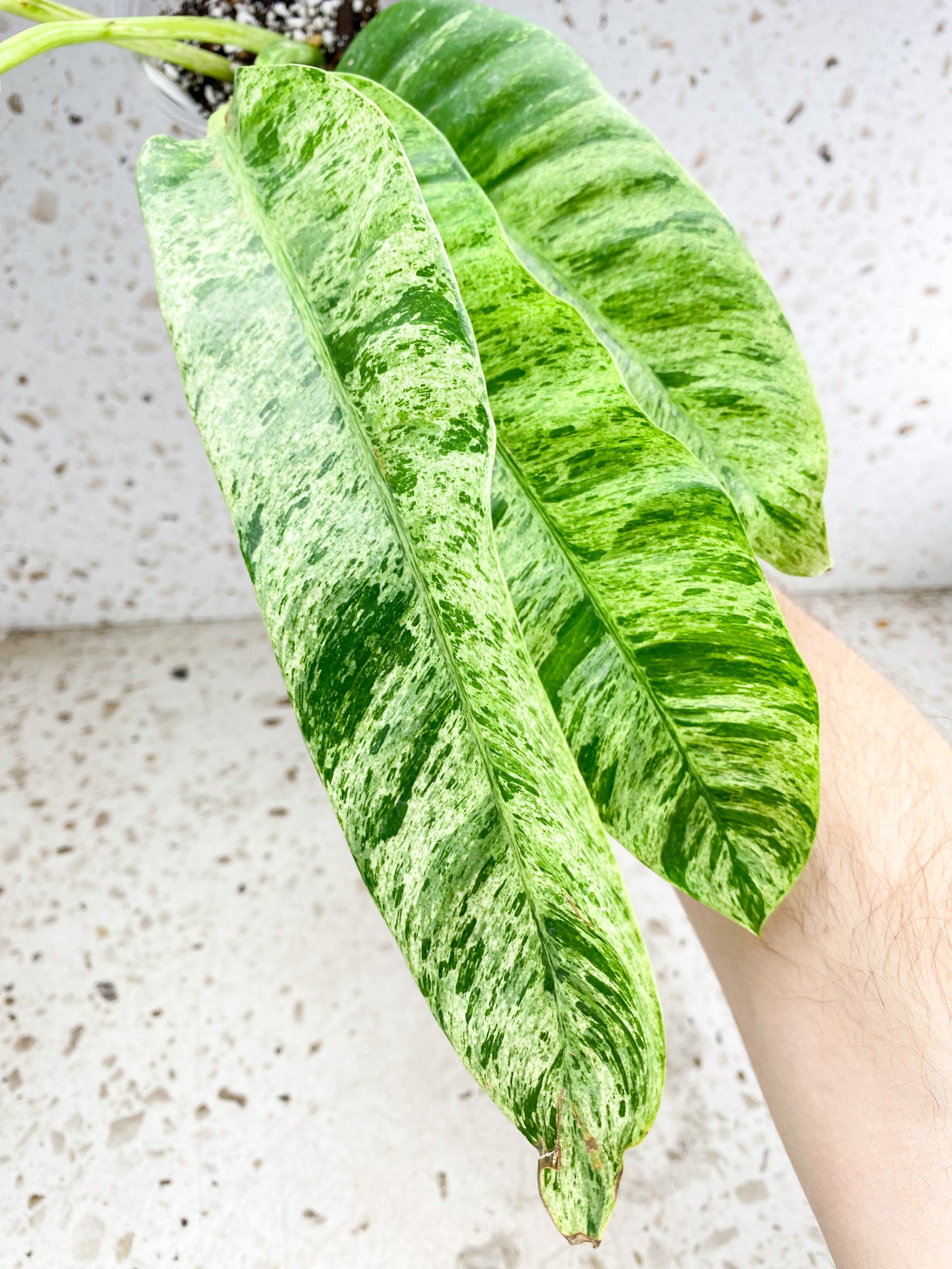 Epipremnum Giganteum Variegated 5 leaf top cutting (rooting)