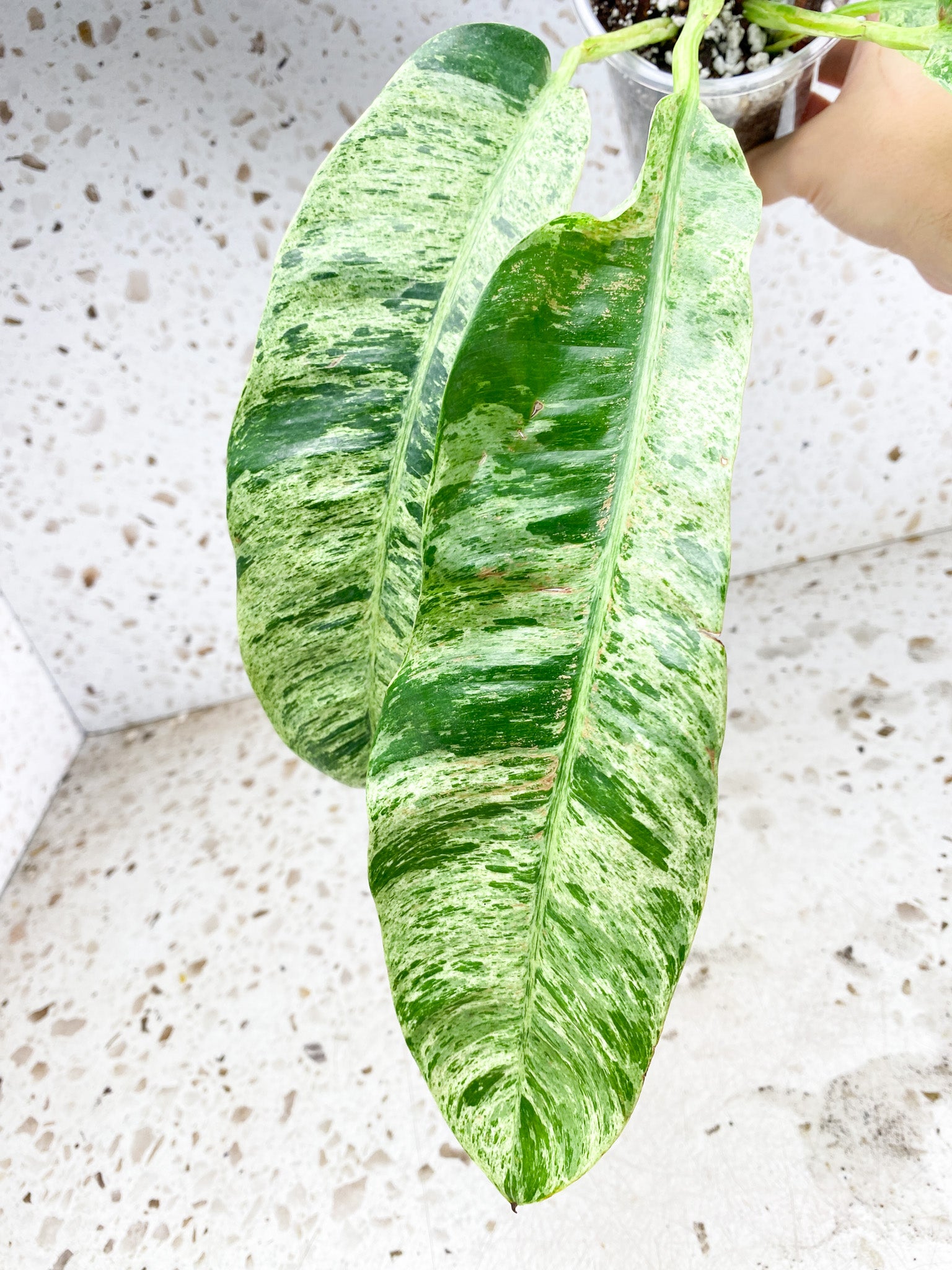 Epipremnum Giganteum Variegated 5 leaf top cutting (rooting)