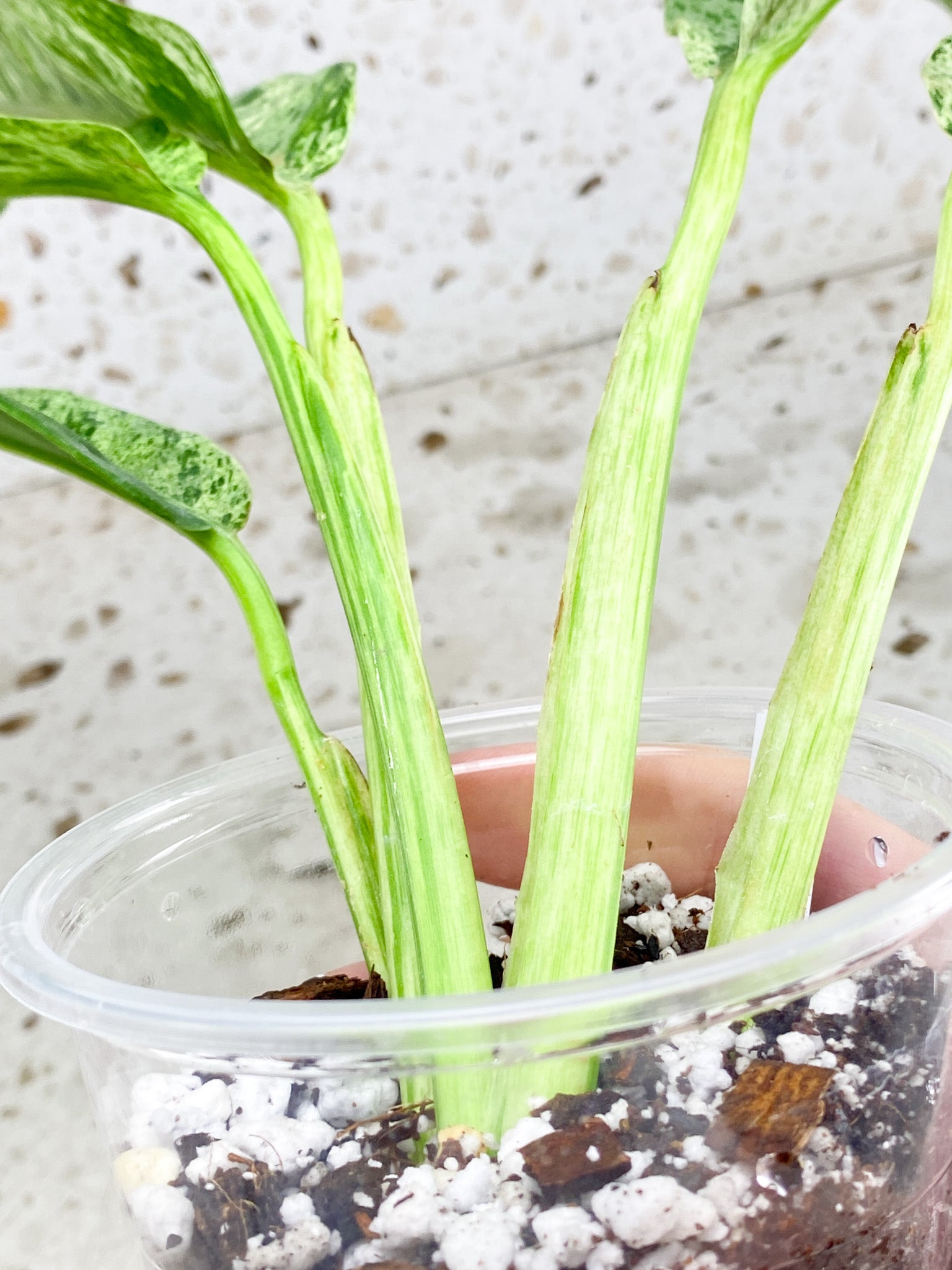 Epipremnum Giganteum Variegated 5 leaf top cutting (rooting)