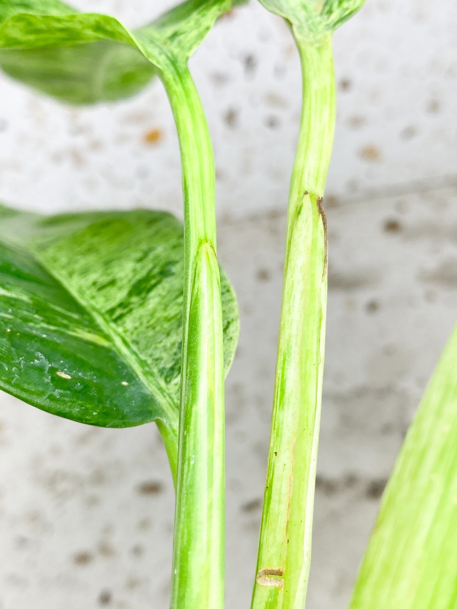Epipremnum Giganteum Variegated 5 leaf top cutting (rooting)