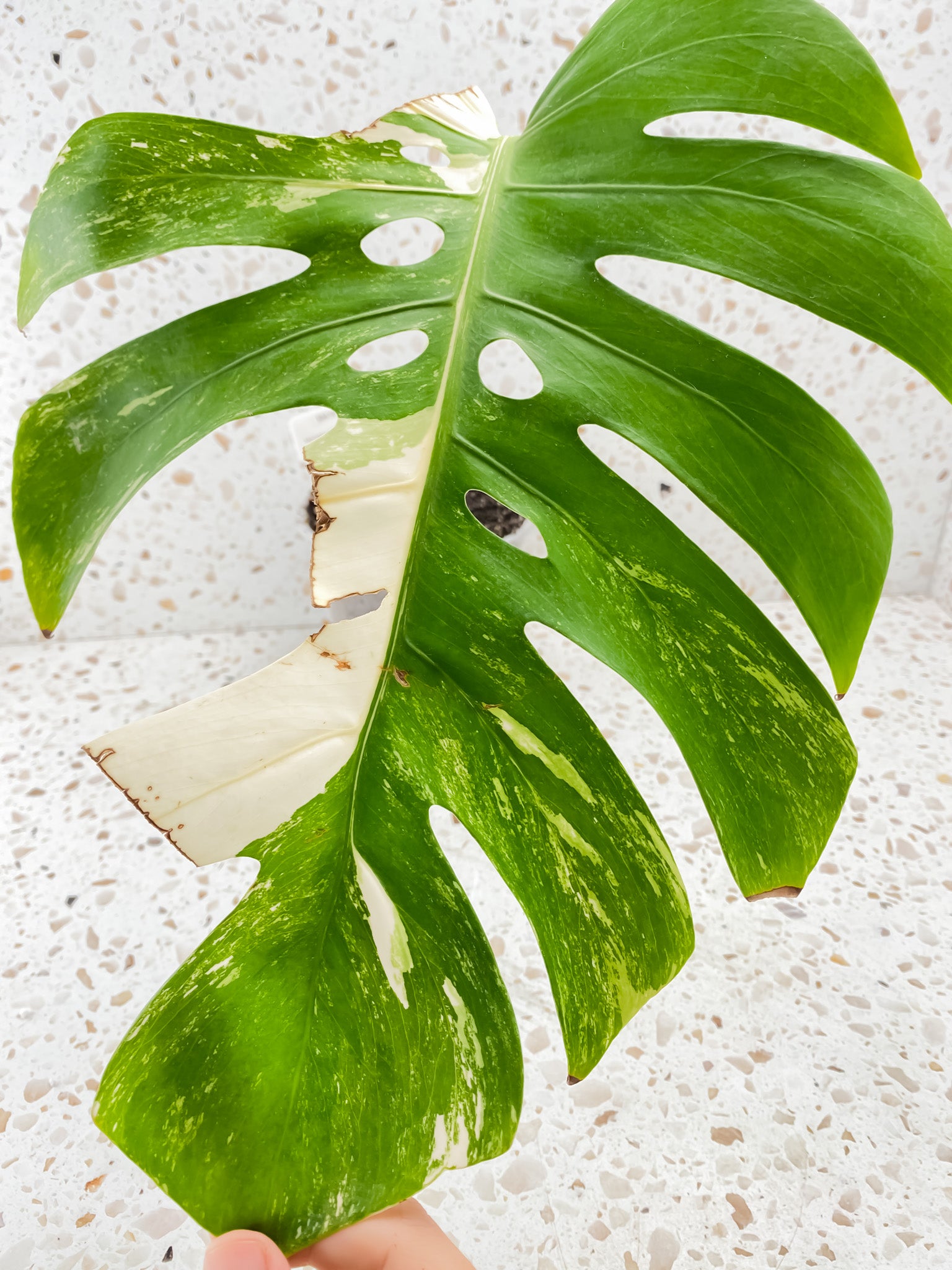 Monstera Albo White Tiger 1 big leaf with inner fenestration