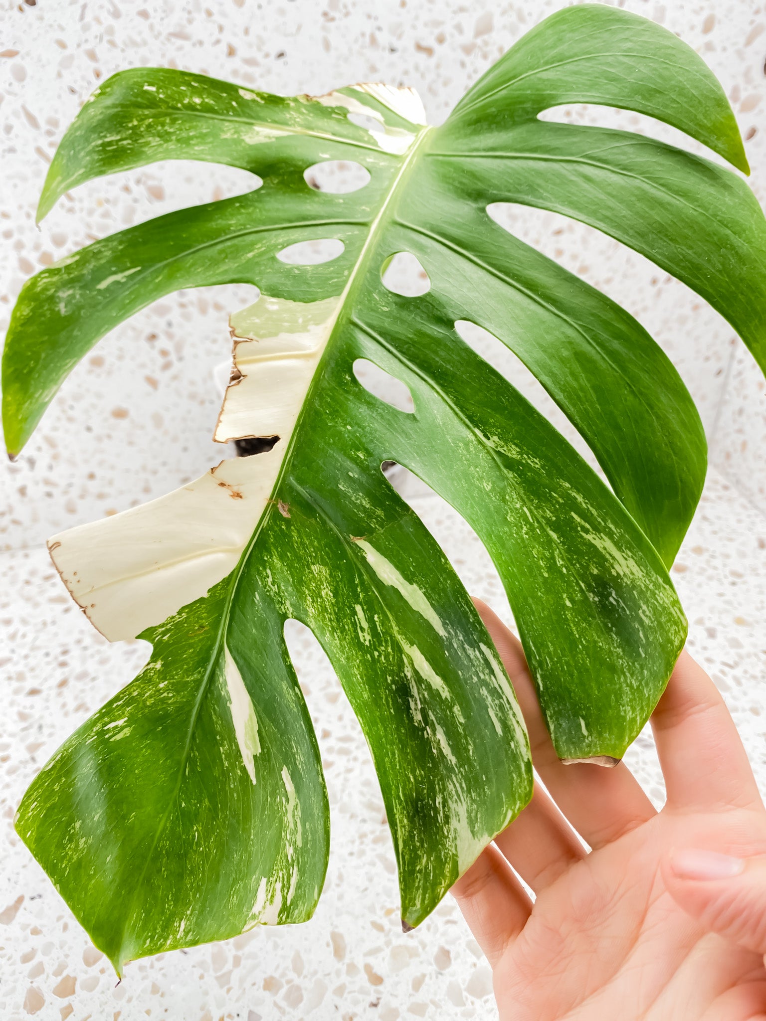 Monstera Albo White Tiger 1 big leaf with inner fenestration