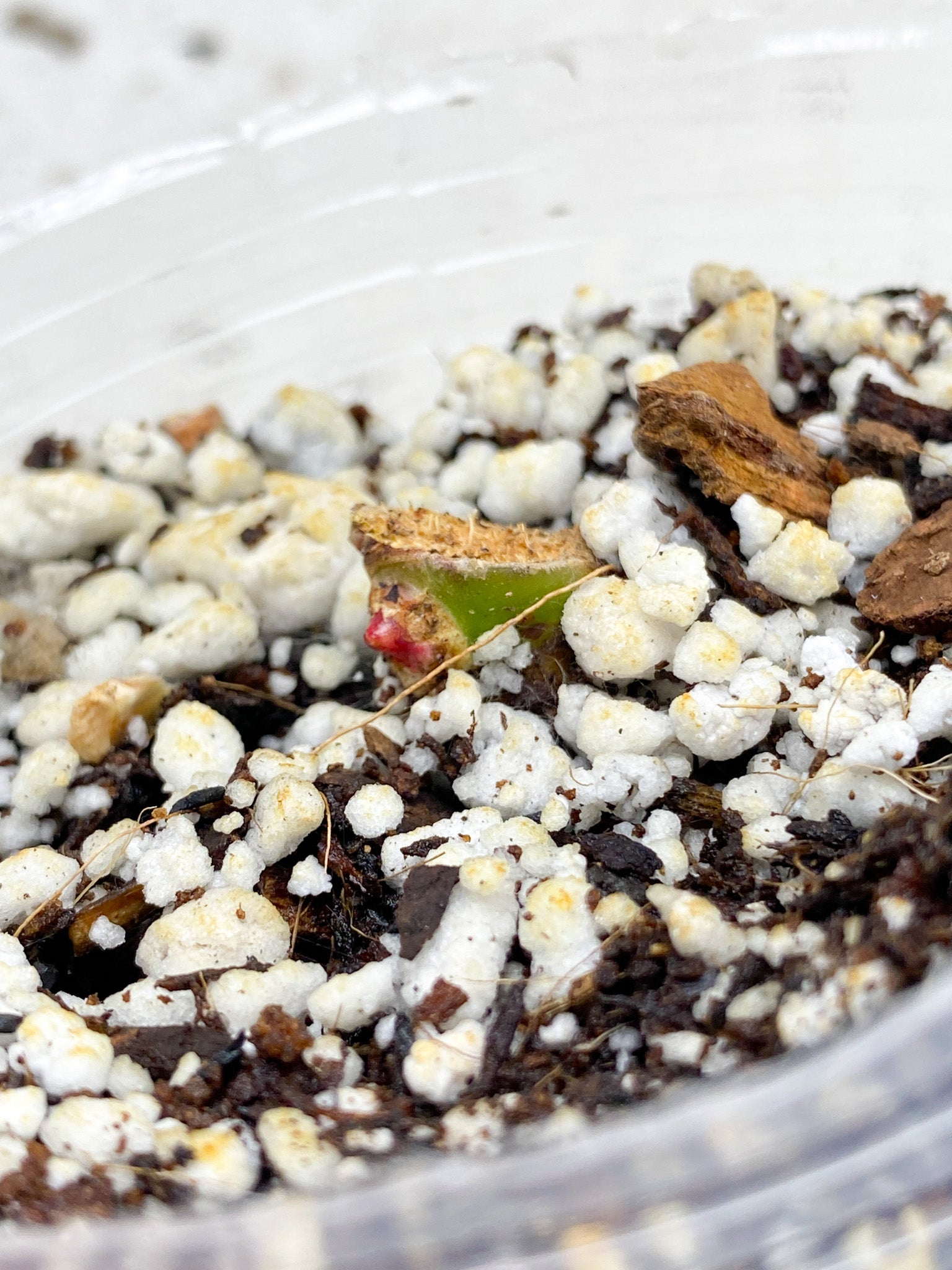 *Philodendron Red Moon sprouting node (rooting)