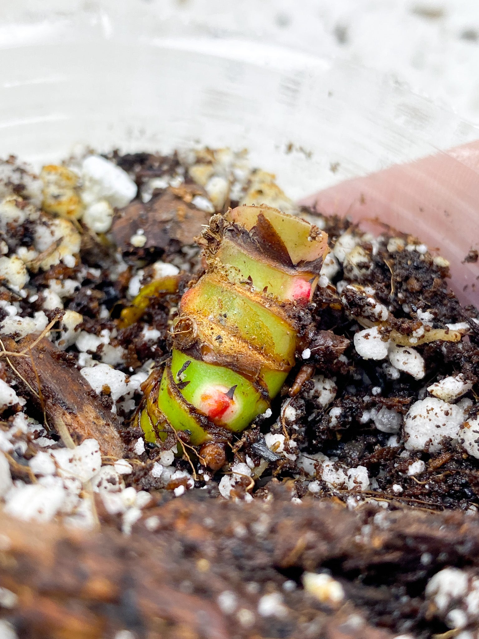 *Philodendron Red Moon multiple active nodes (rooting)