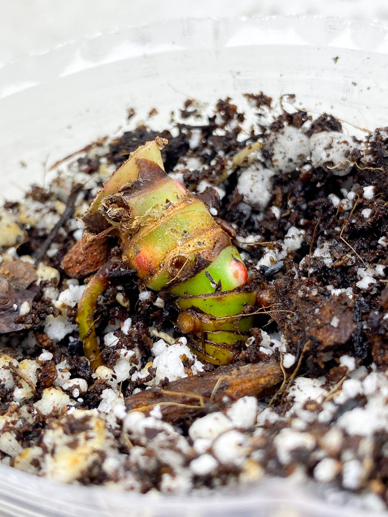 *Philodendron Red Moon multiple active nodes (rooting)