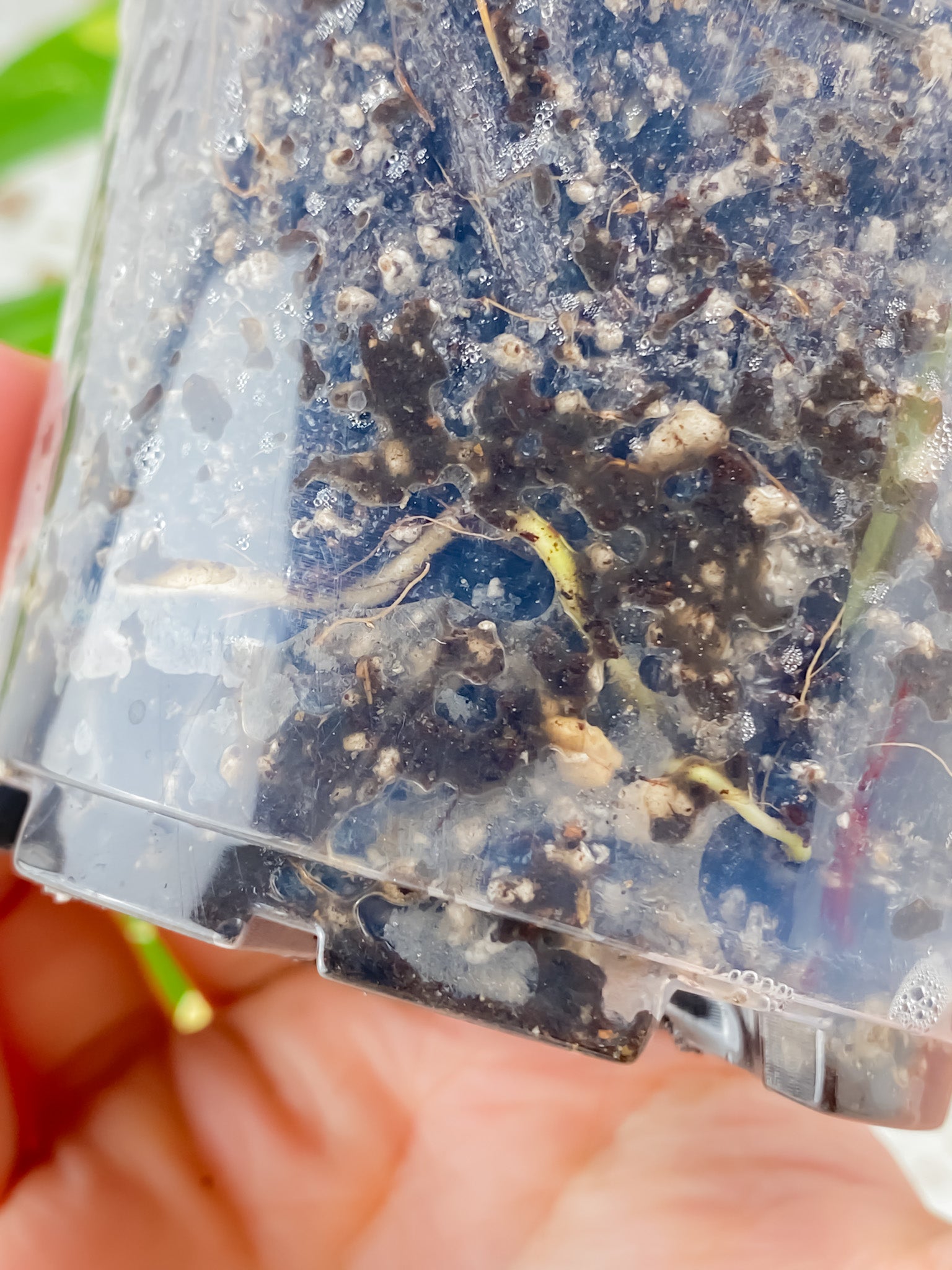 Rhaphidophora Tetrasperma Variegated node