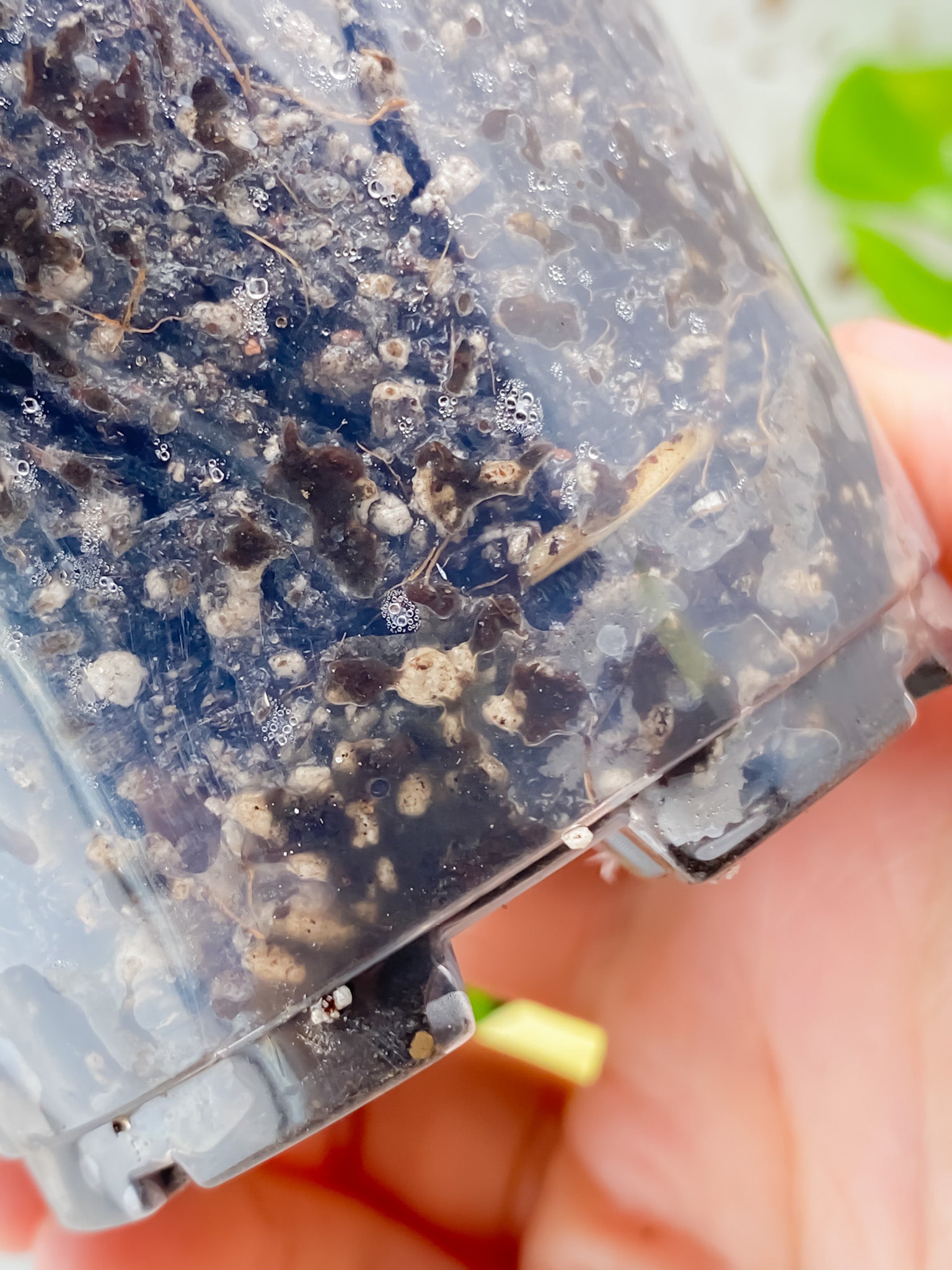 Rhaphidophora Tetrasperma Variegated node