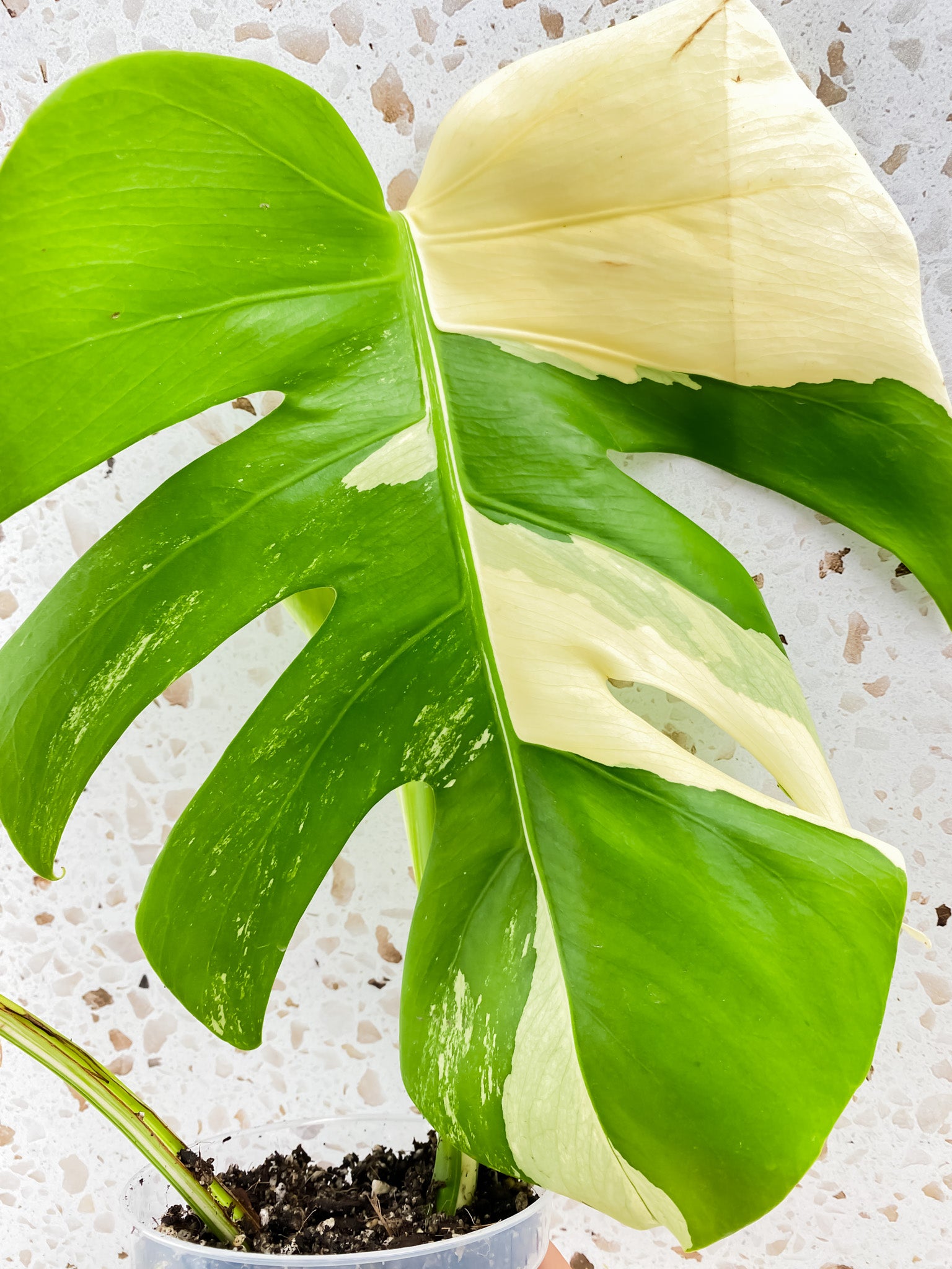 Monstera Albo White Tiger 2 leaves 1 unfurling top cutting