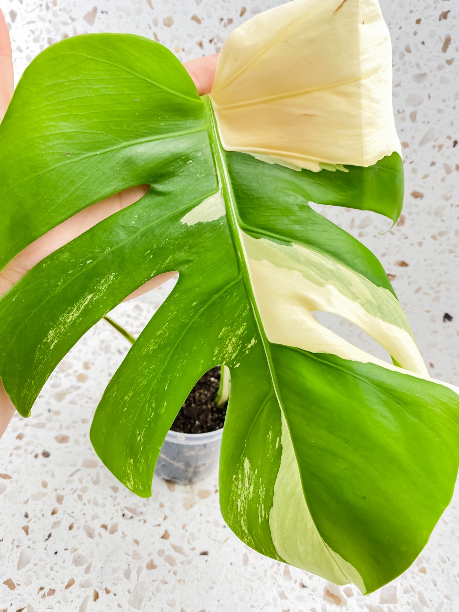 Monstera Albo White Tiger 2 leaves 1 unfurling top cutting