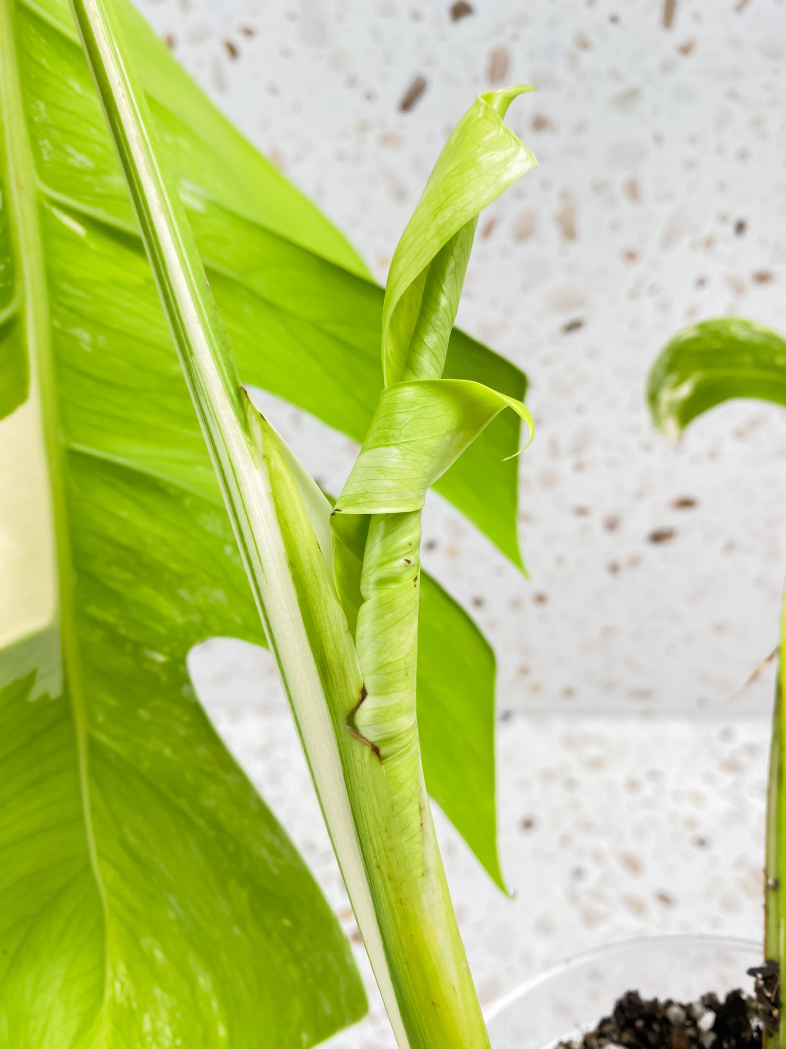 Monstera Albo White Tiger 2 leaves 1 unfurling top cutting