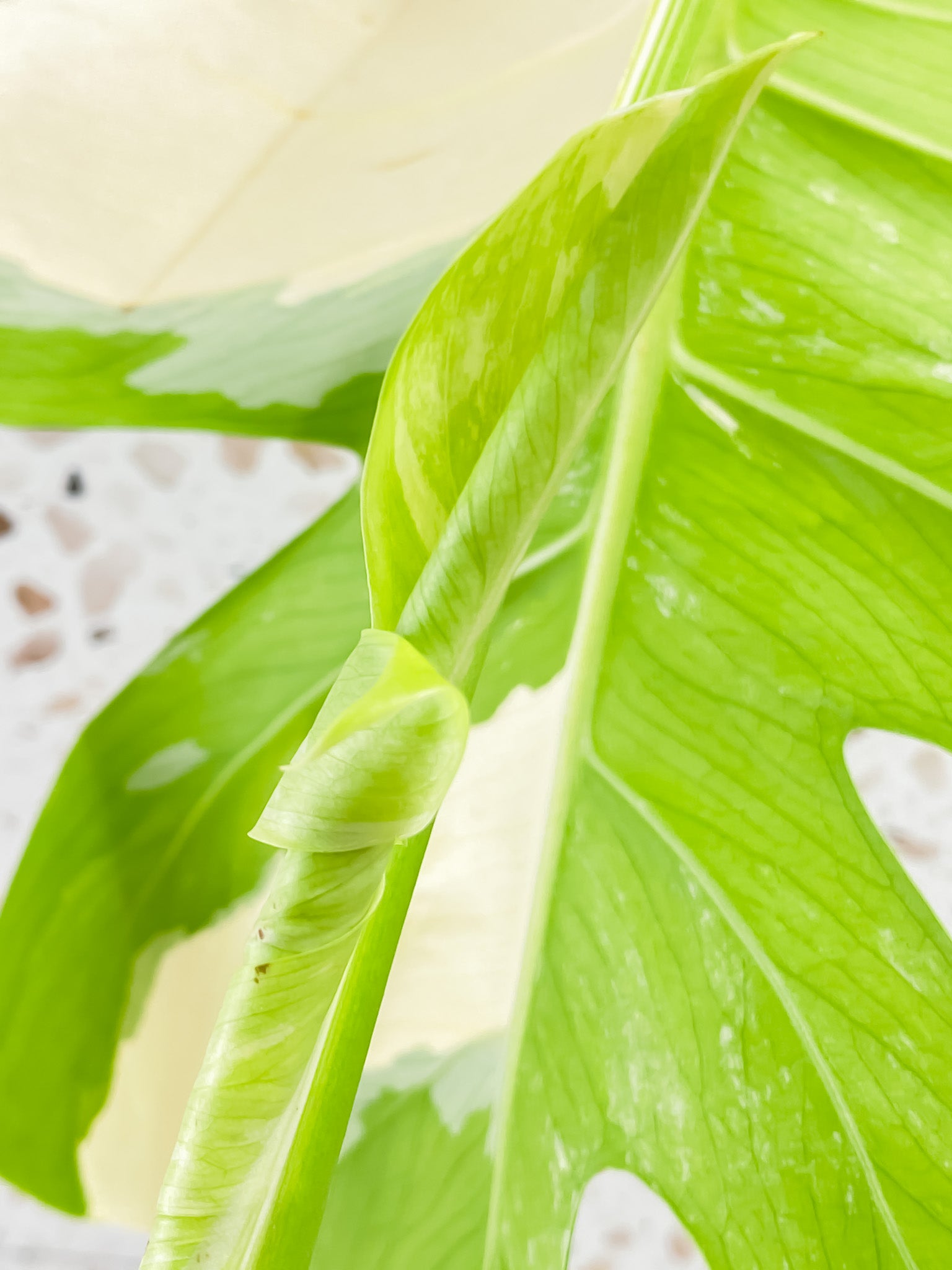 Monstera Albo White Tiger 2 leaves 1 unfurling top cutting