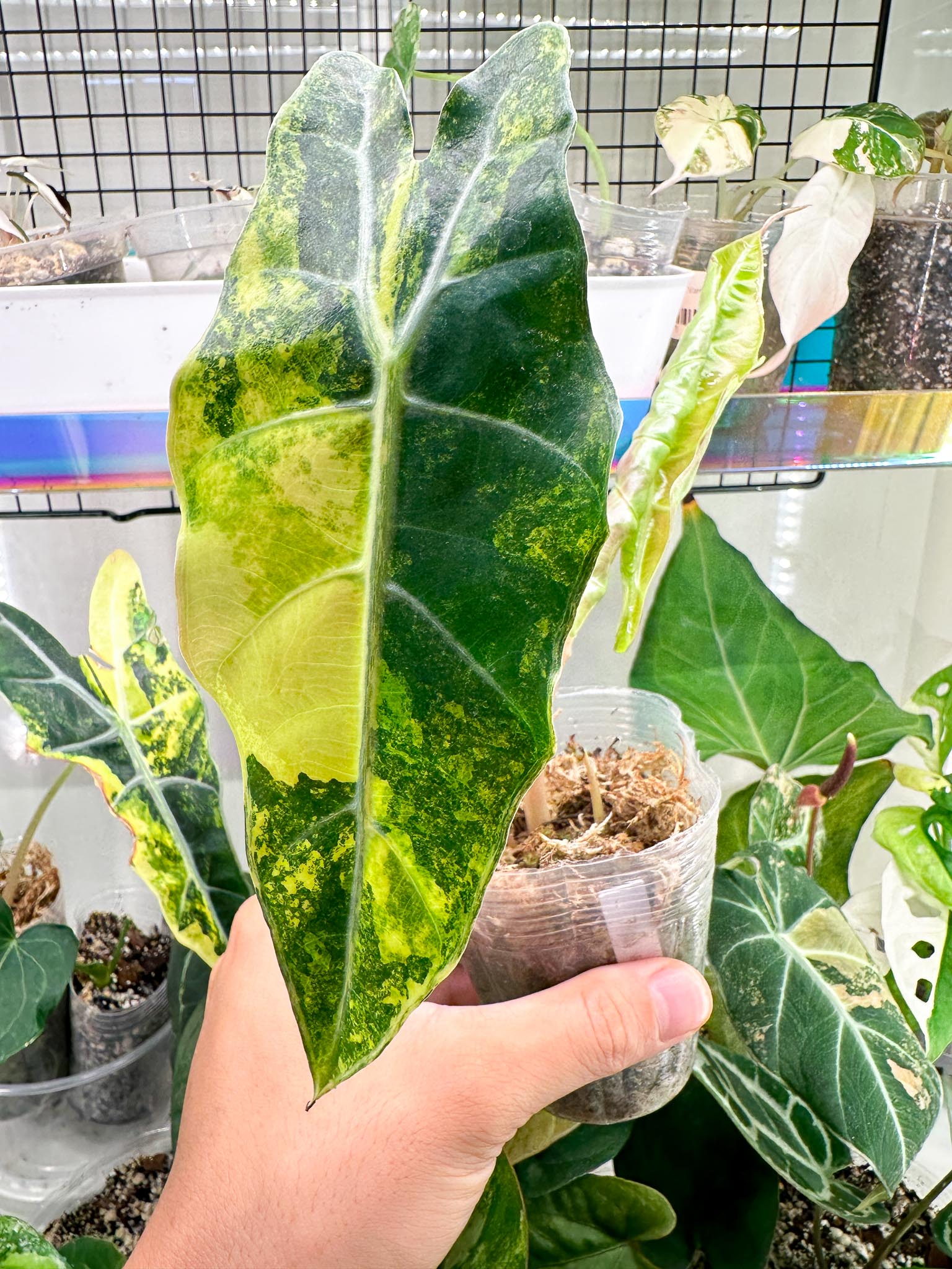 Alocasia Sanderiana Bull Aurea Variegated 1 top sprout (Leaf unfurl soon)