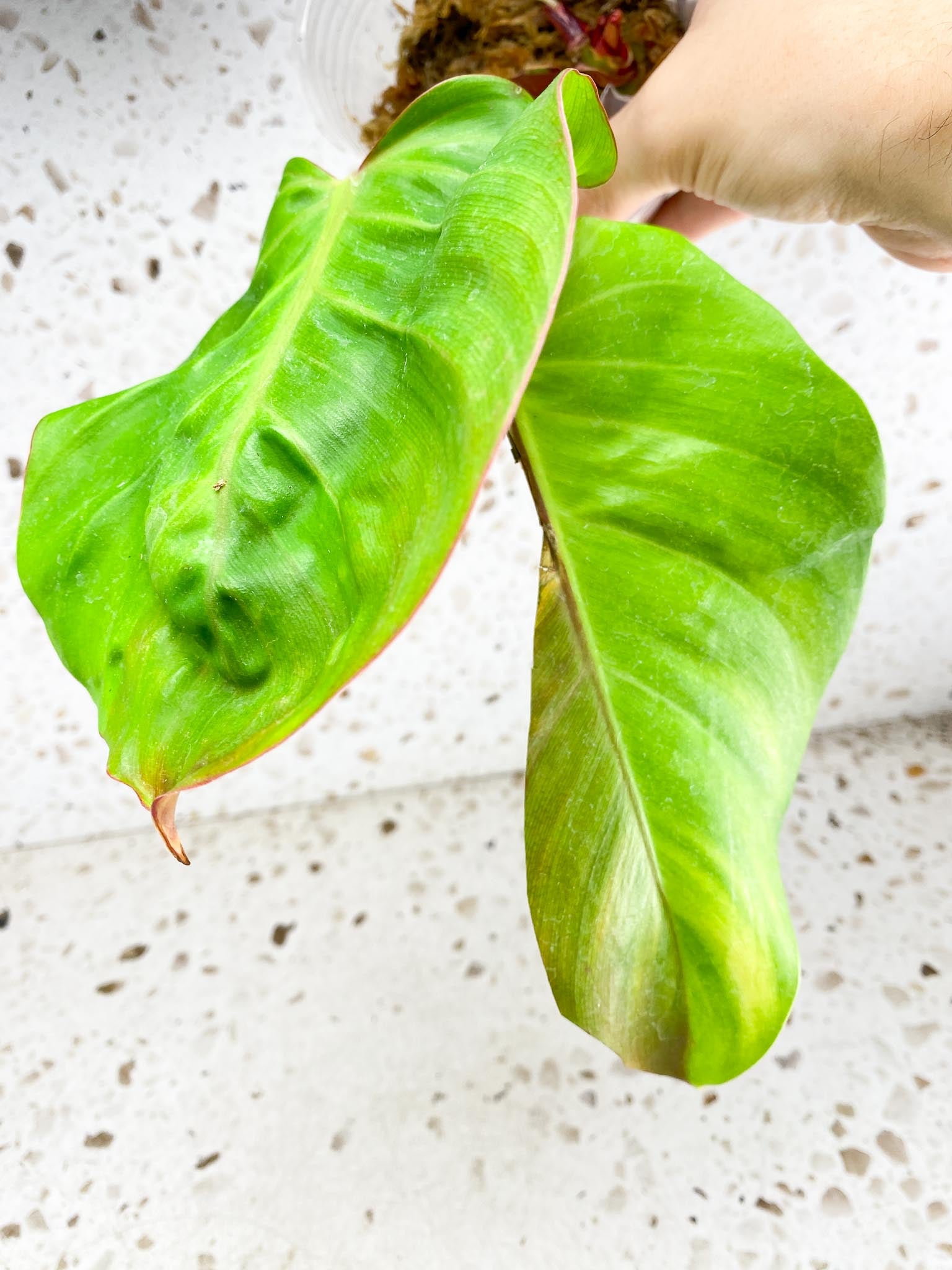 Philodendron Red Moon 2 leaves with multiple sprouts (rooting)