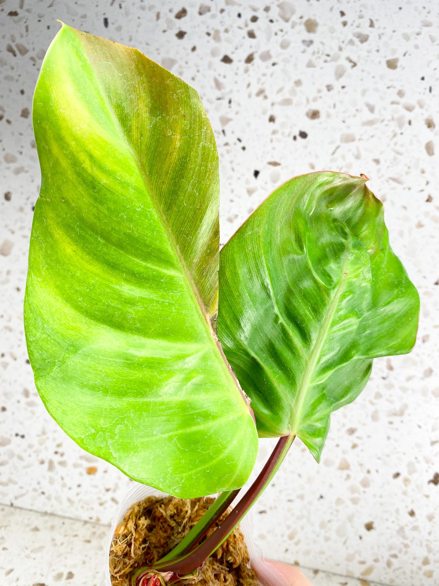 Philodendron Red Moon 2 leaves with multiple sprouts (rooting)