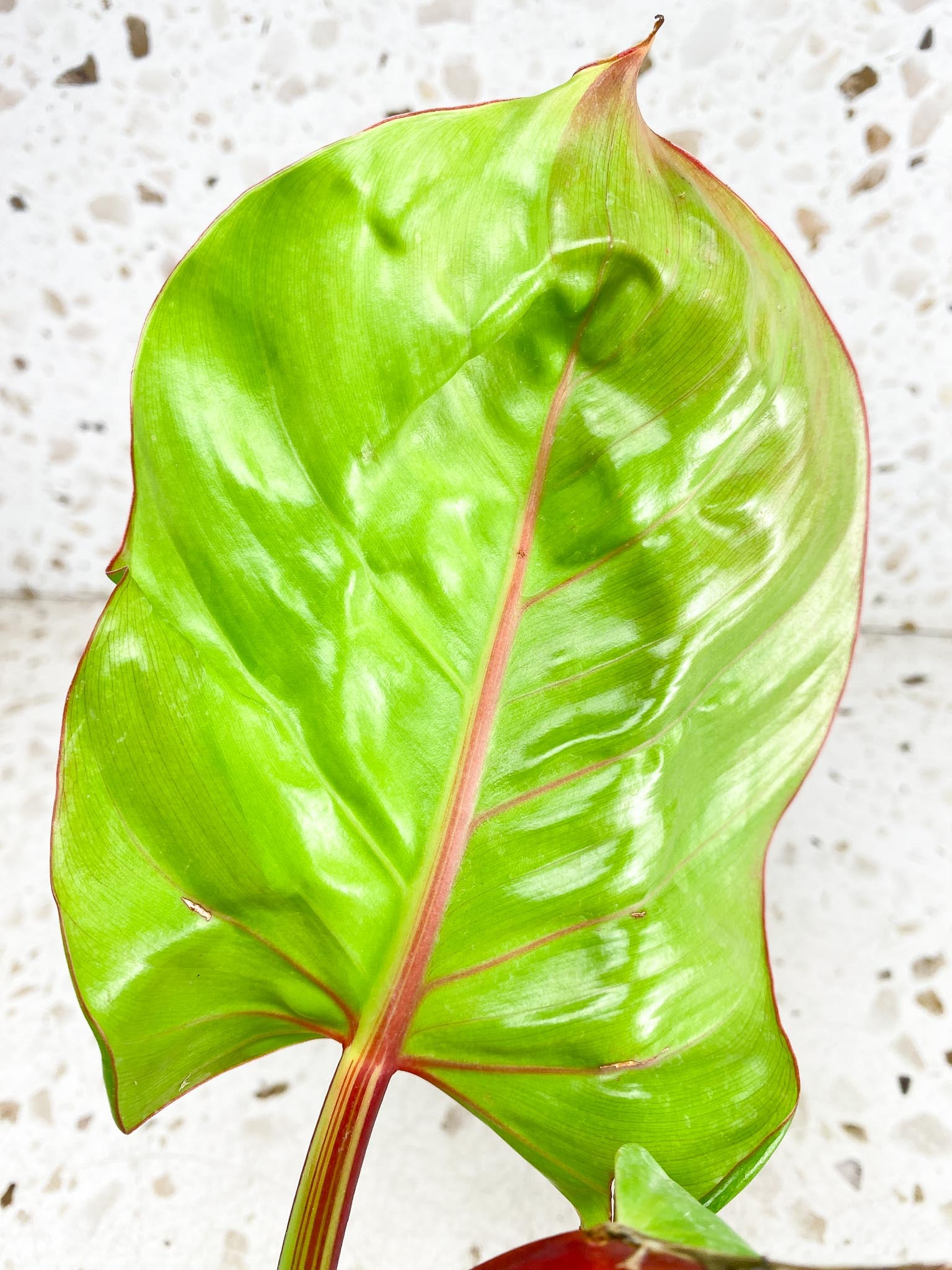 Philodendron Red Moon 2 leaves with multiple sprouts (rooting)