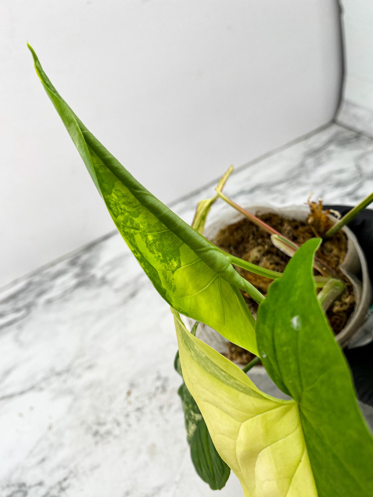 Syngonium Aurea 4 leaves 1 unfurling