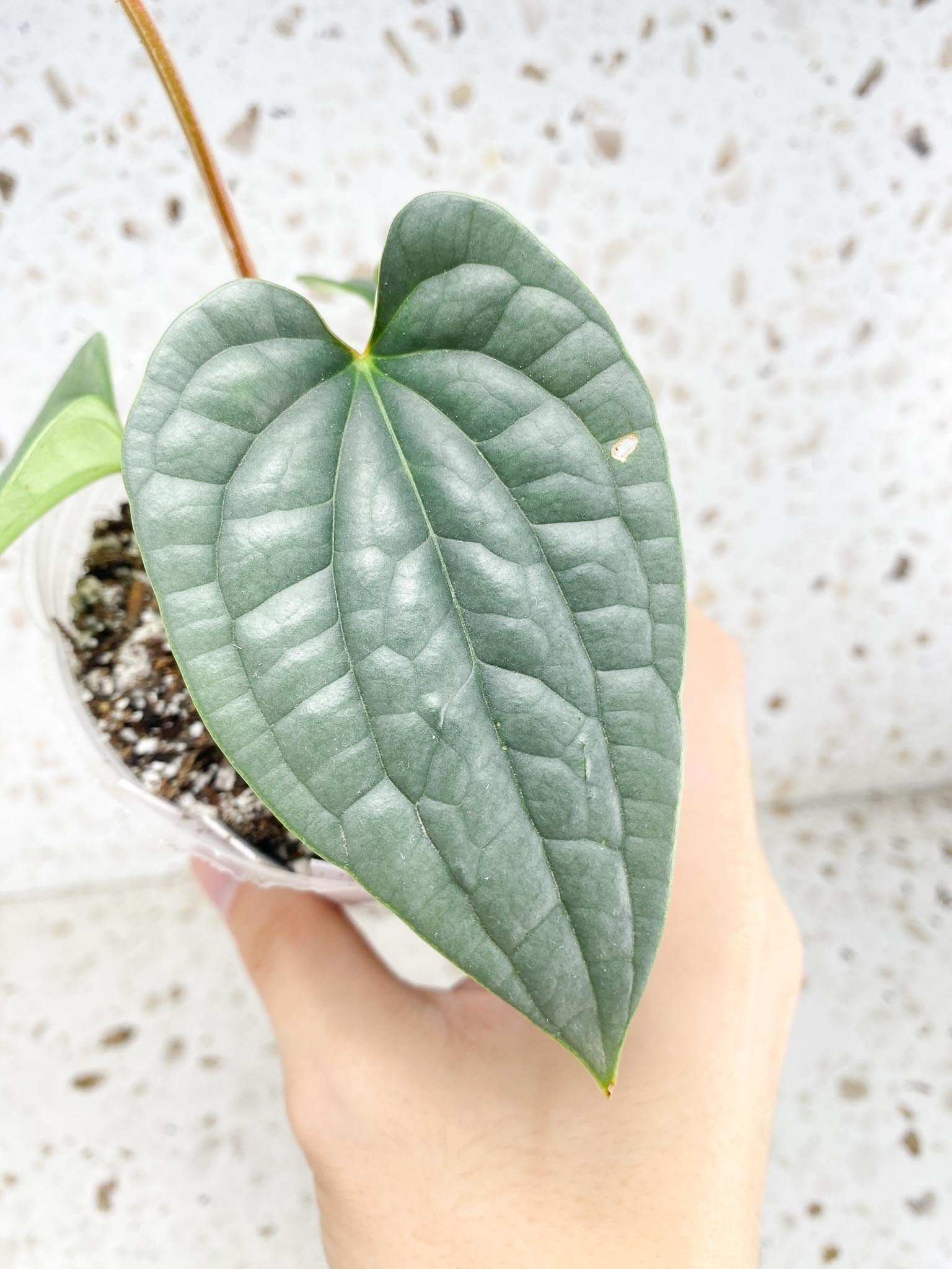 Anthurium Luxurians Platinum 5 leaf top cutting (slightly rooted)