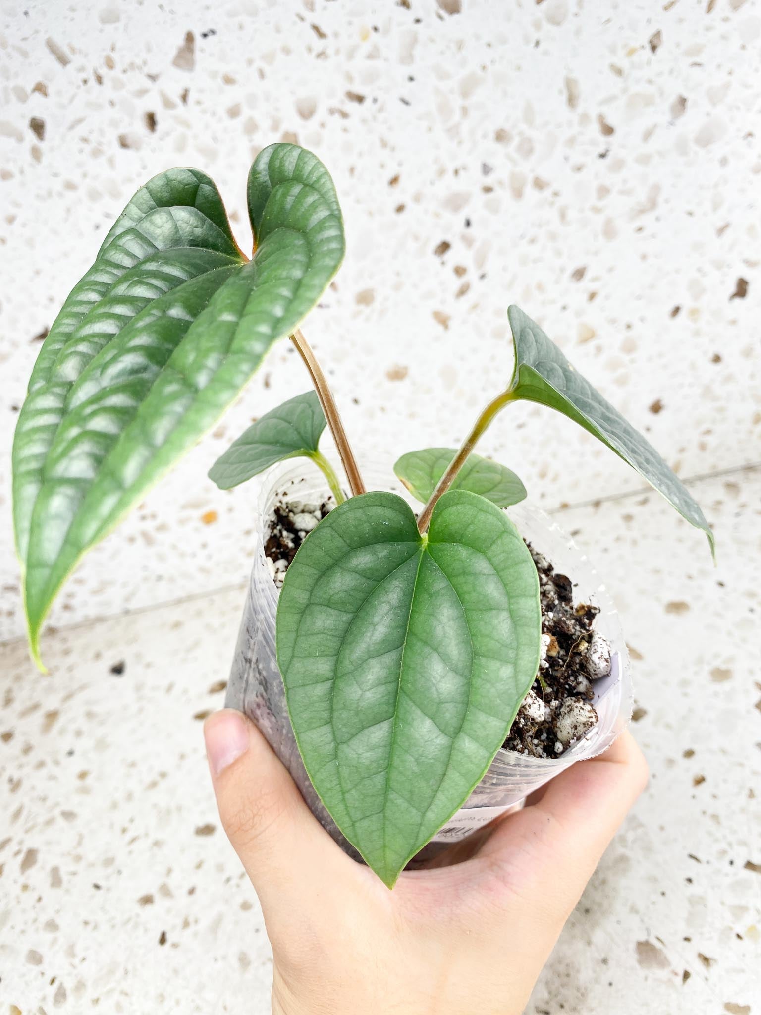 Anthurium Luxurians Platinum 5 leaf top cutting (slightly rooted)