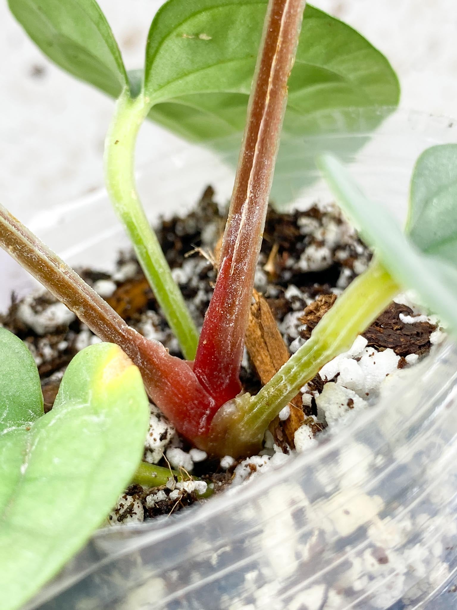 Anthurium Luxurians Platinum 5 leaf top cutting (slightly rooted)