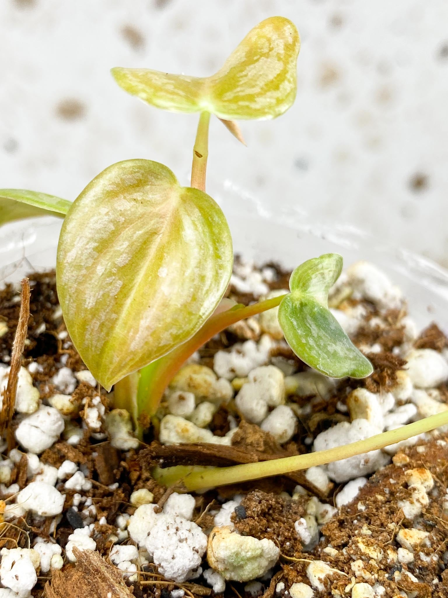 *Mini Giveaway Philodendron Brandtianum Wild Form 5 leaf baby plant (rooting)