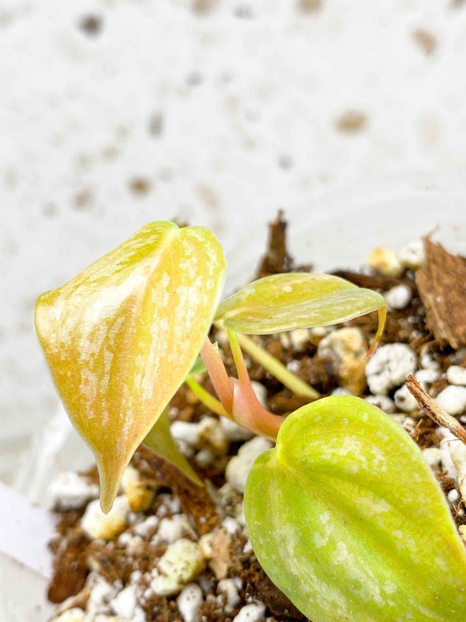 *Mini Giveaway Philodendron Brandtianum Wild Form 5 leaf baby plant (rooting)