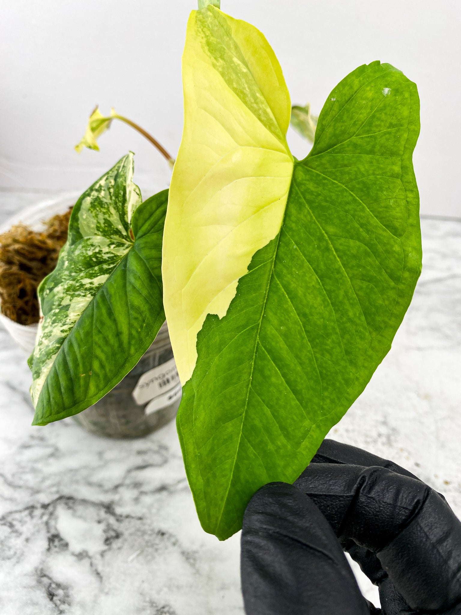 Syngonium Aurea 4 leaves 1 unfurling