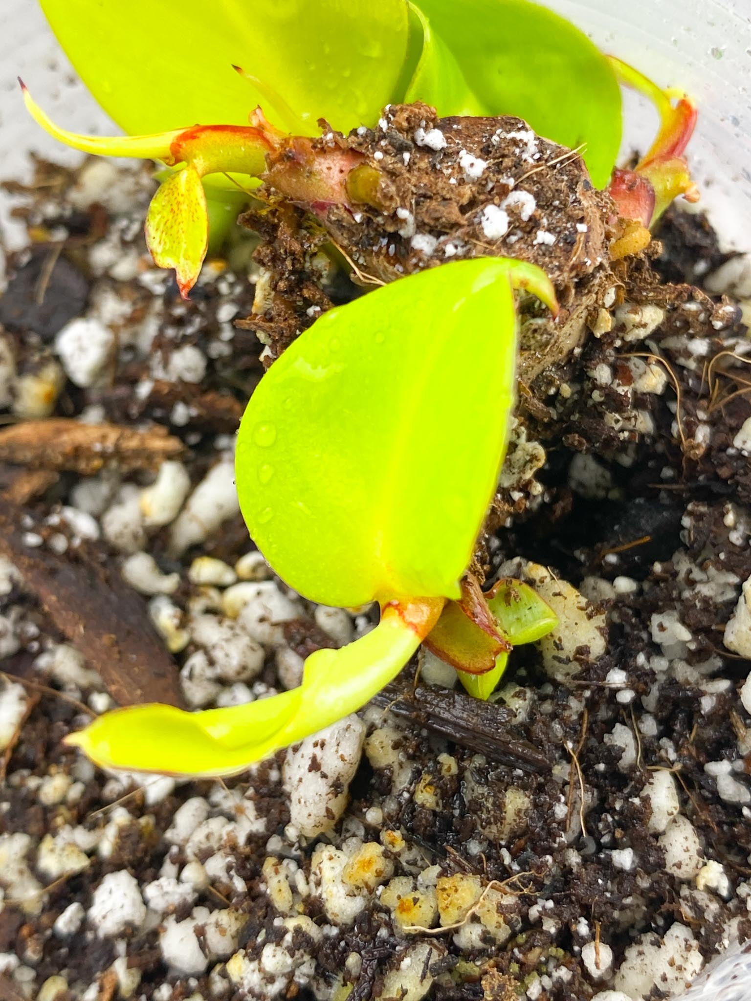 *Philodendron Red Moon multiple leaves and sprouts baby plant (rooting)