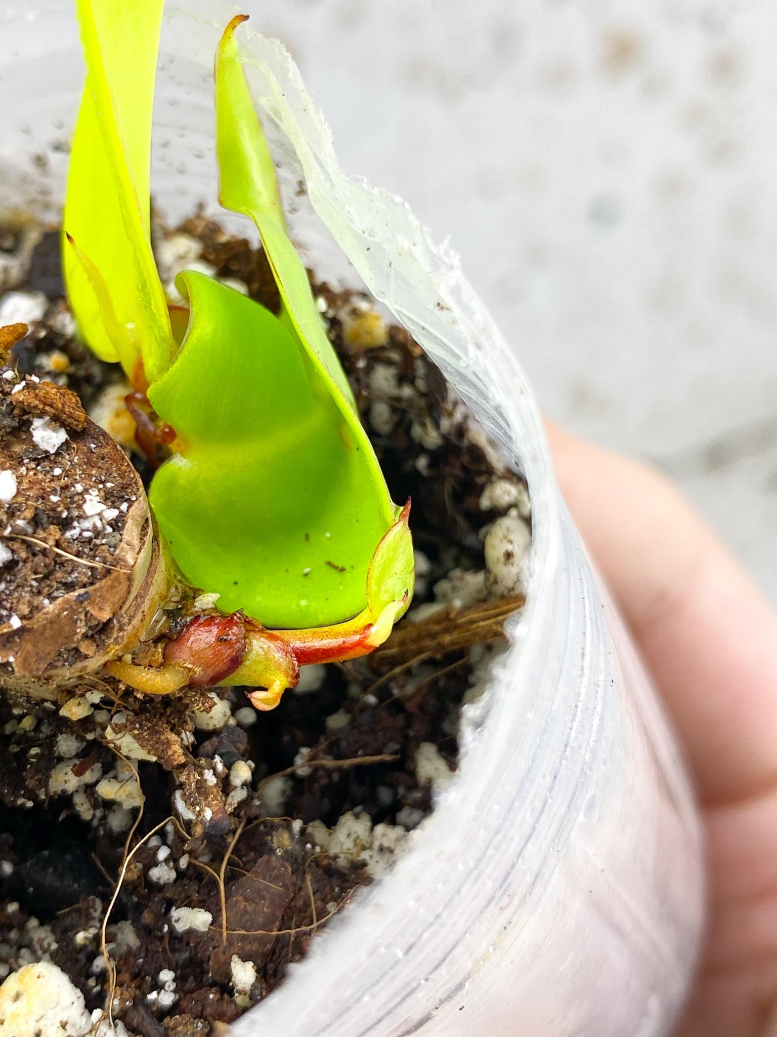 *Philodendron Red Moon multiple leaves and sprouts baby plant (rooting)