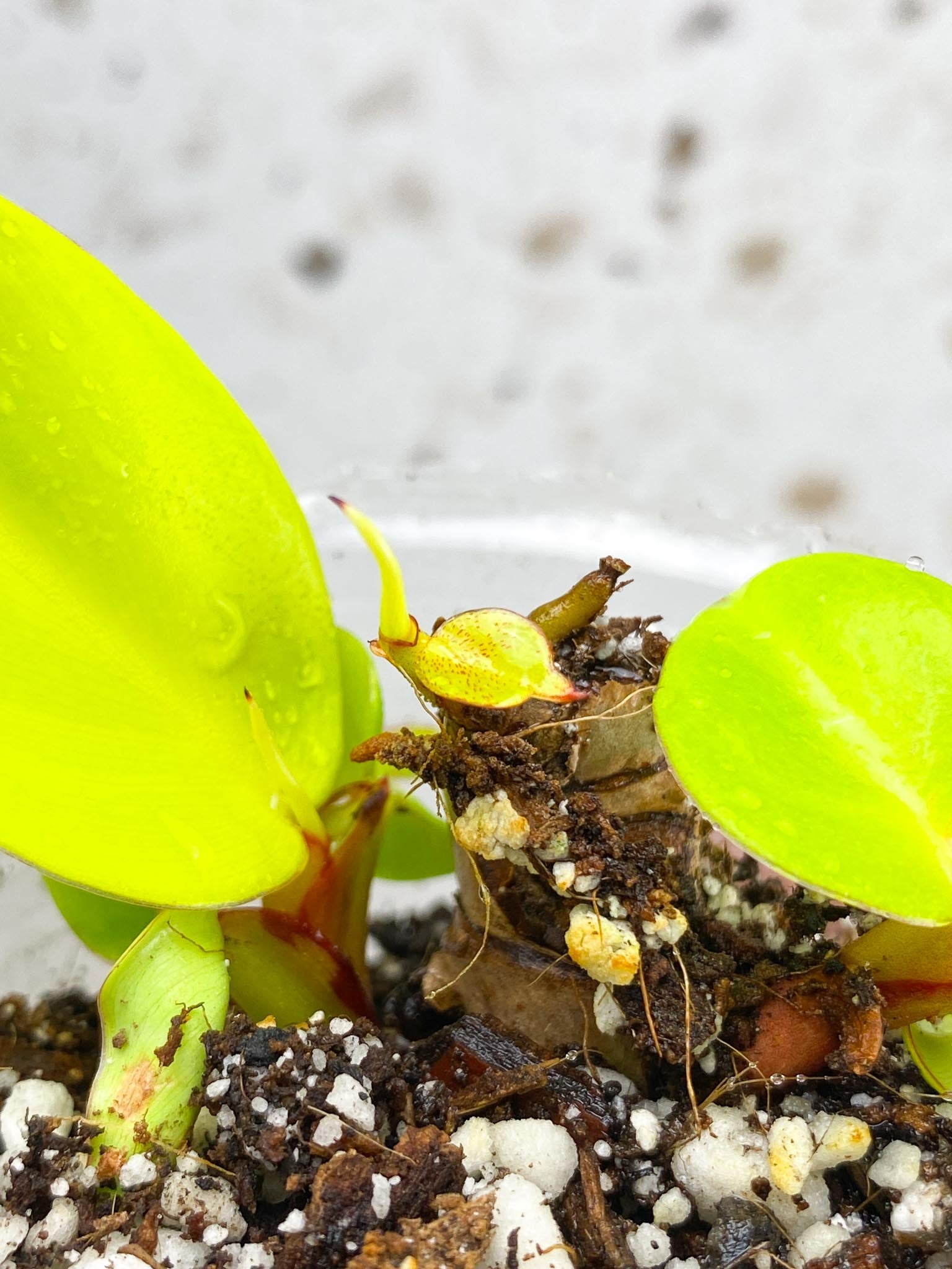 *Philodendron Red Moon multiple leaves and sprouts baby plant (rooting)