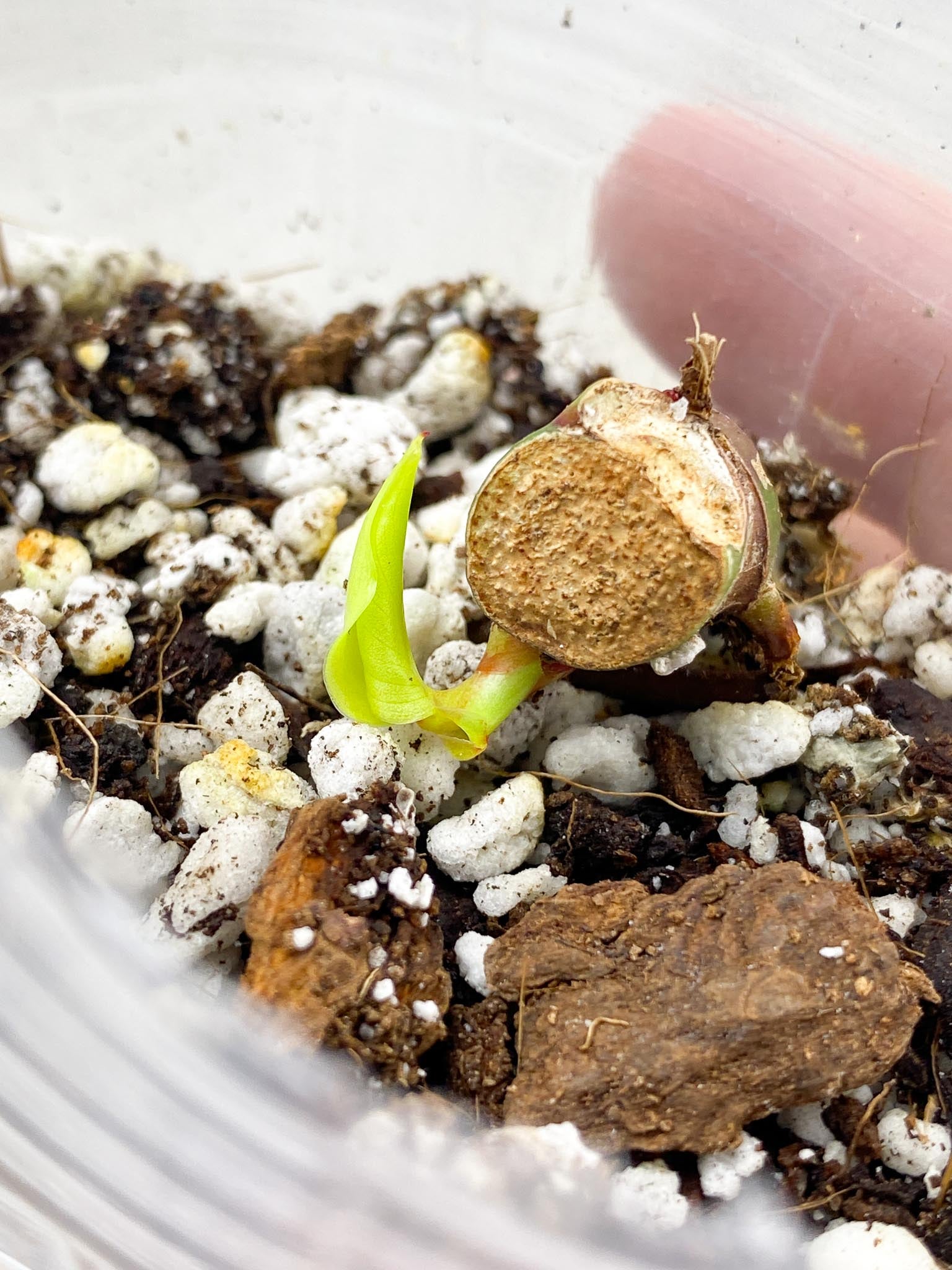 *Philodendron Red Moon node with new unfurling baby leaf (rooting)