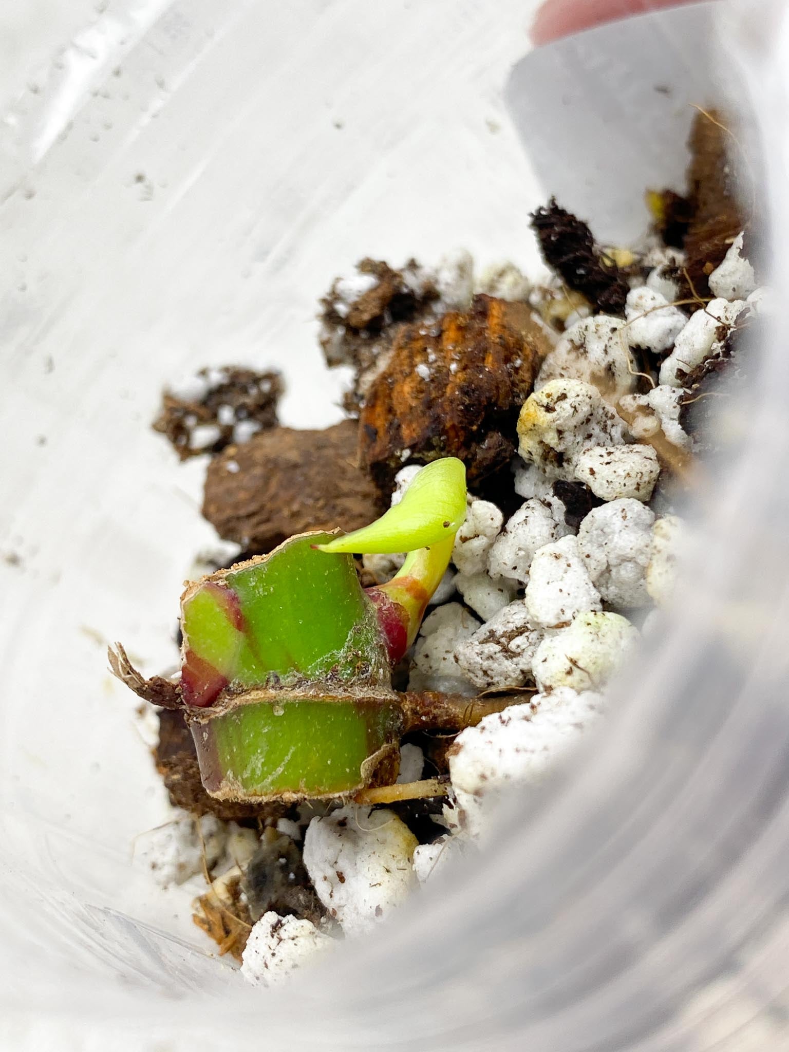 *Philodendron Red Moon node with new unfurling baby leaf (rooting)