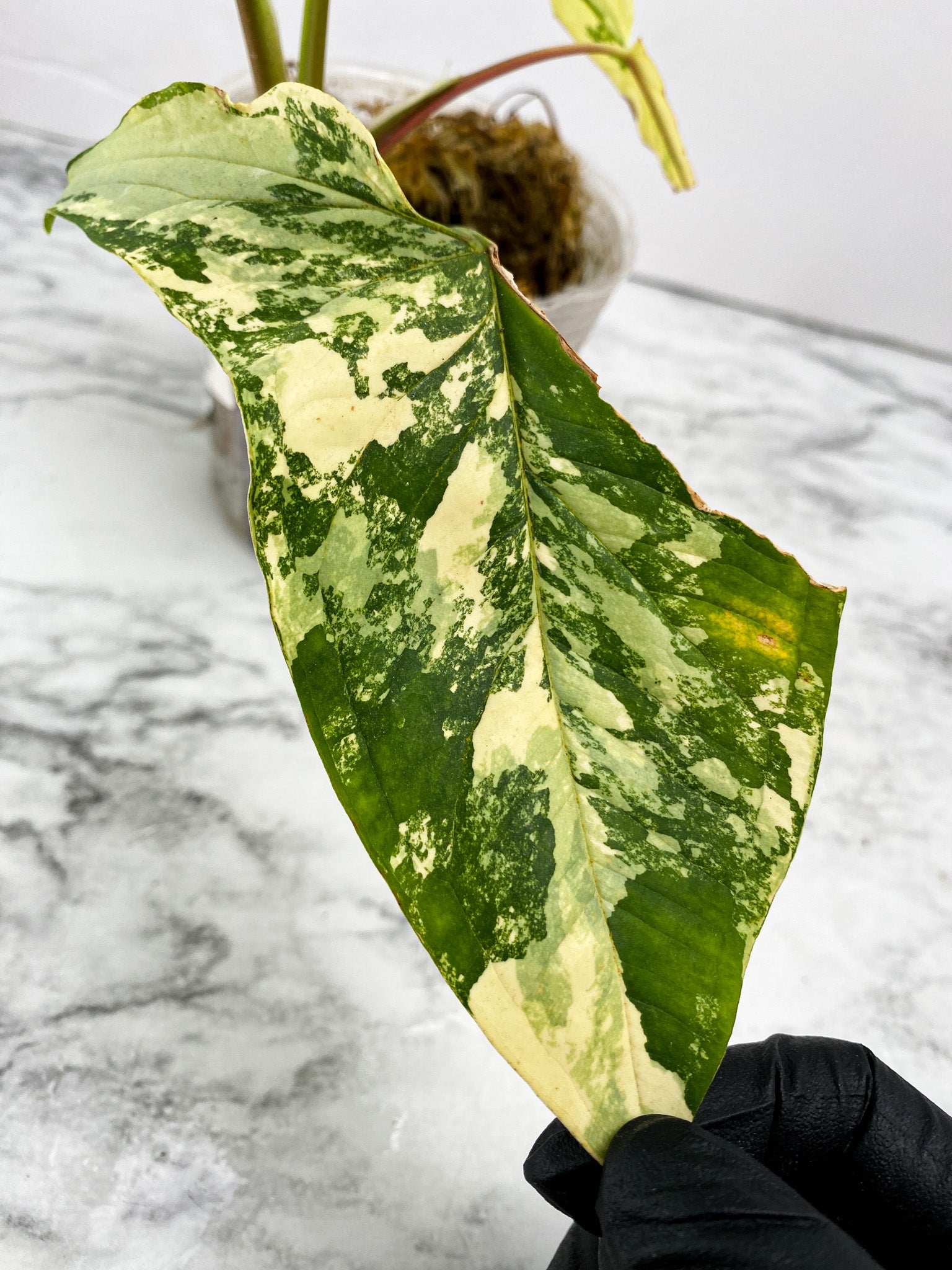 Syngonium Aurea 4 leaves 1 unfurling