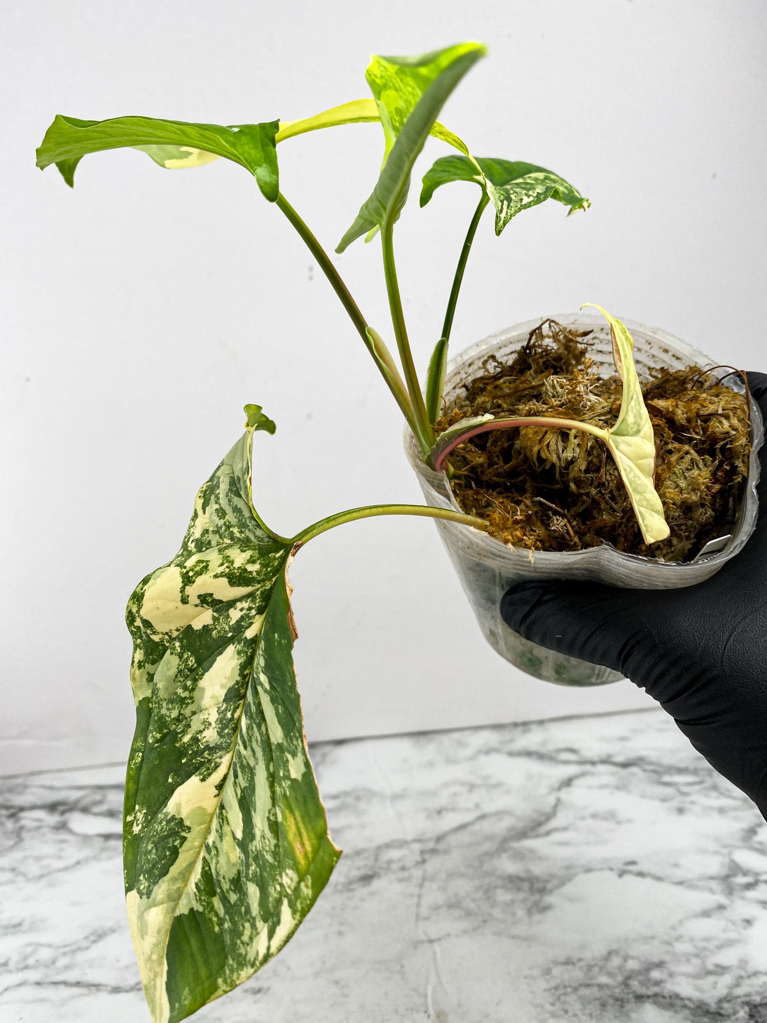 Syngonium Aurea 4 leaves 1 unfurling