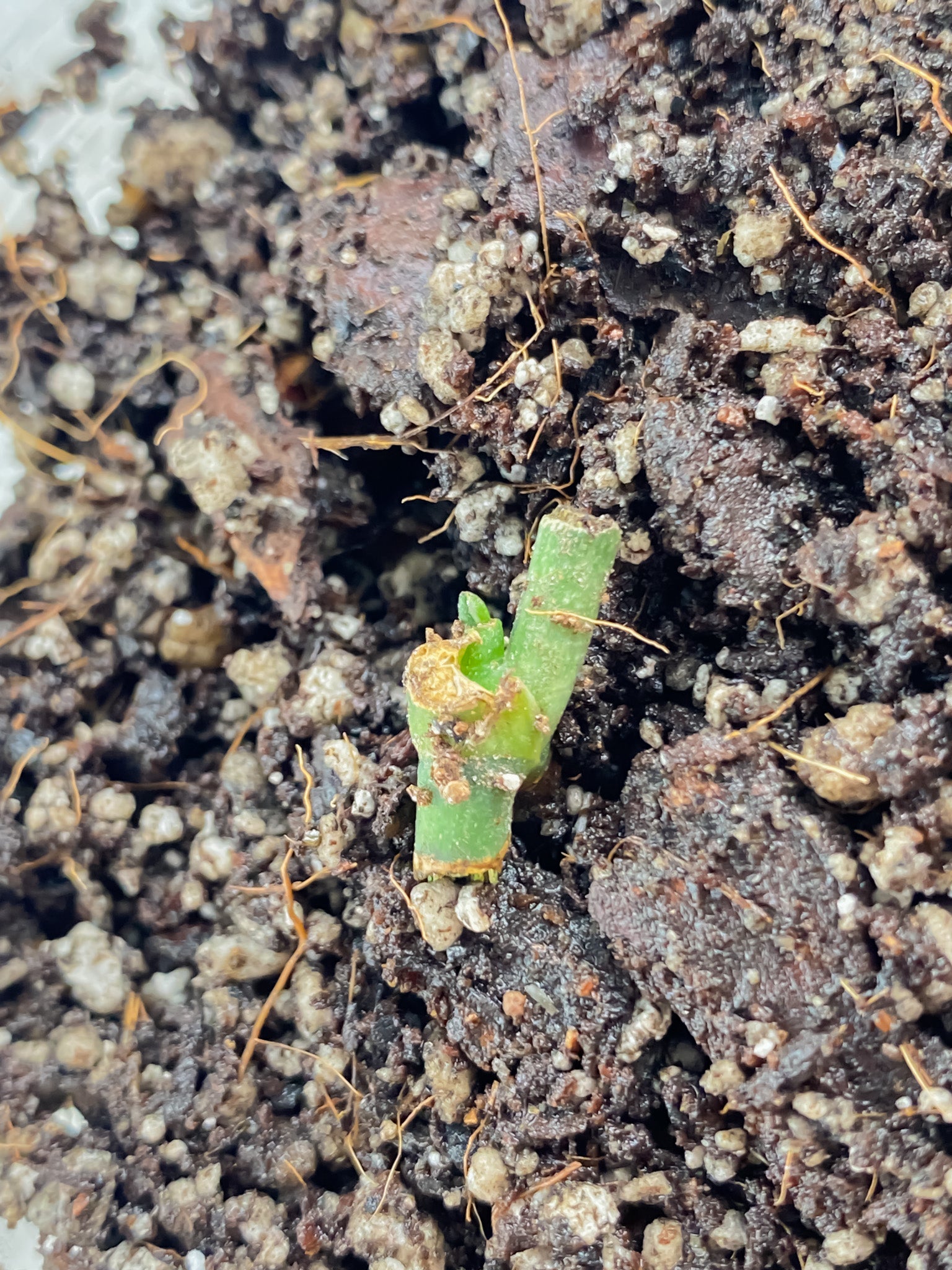 Scindapsus Moonlight Treubii Variegated node with sprout