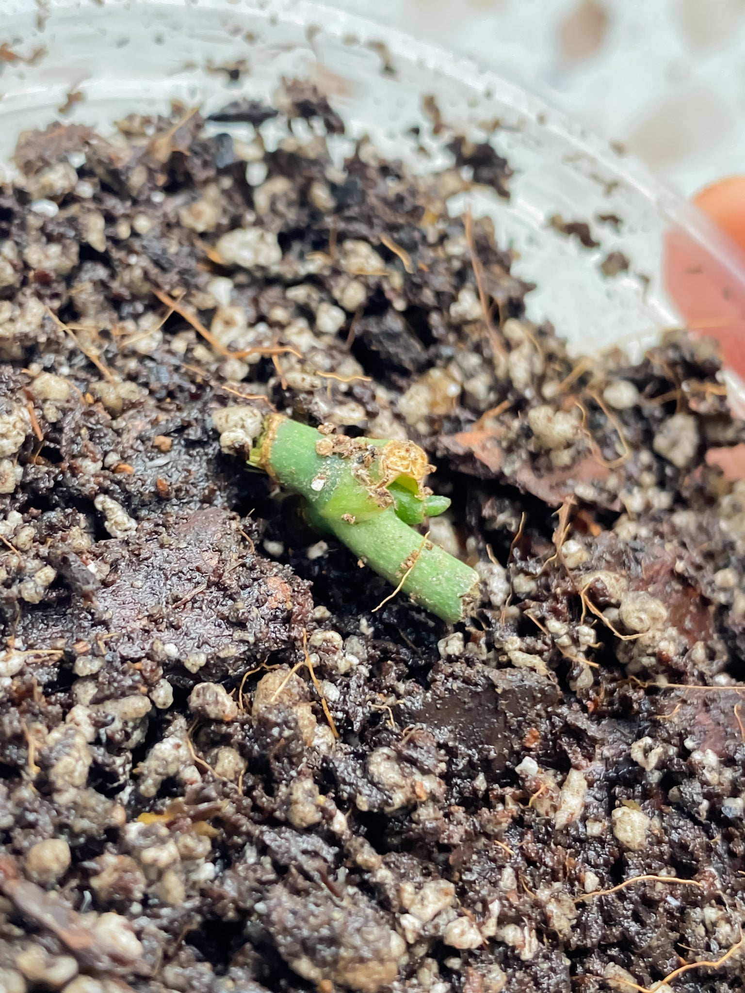 Scindapsus Moonlight Treubii Variegated node with sprout
