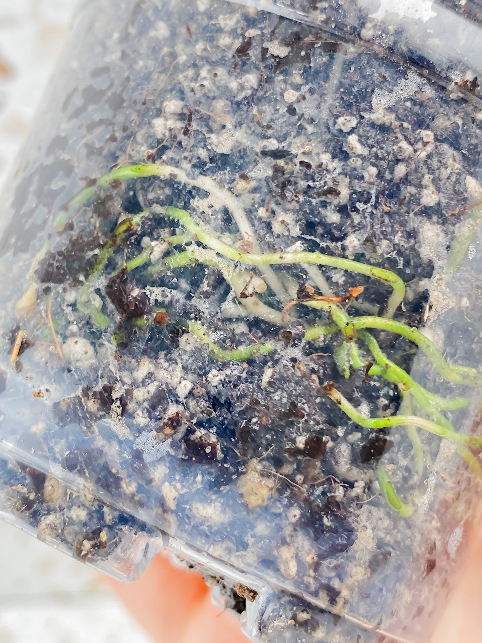 Scindapsus Moonlight Treubii Variegated node with sprout