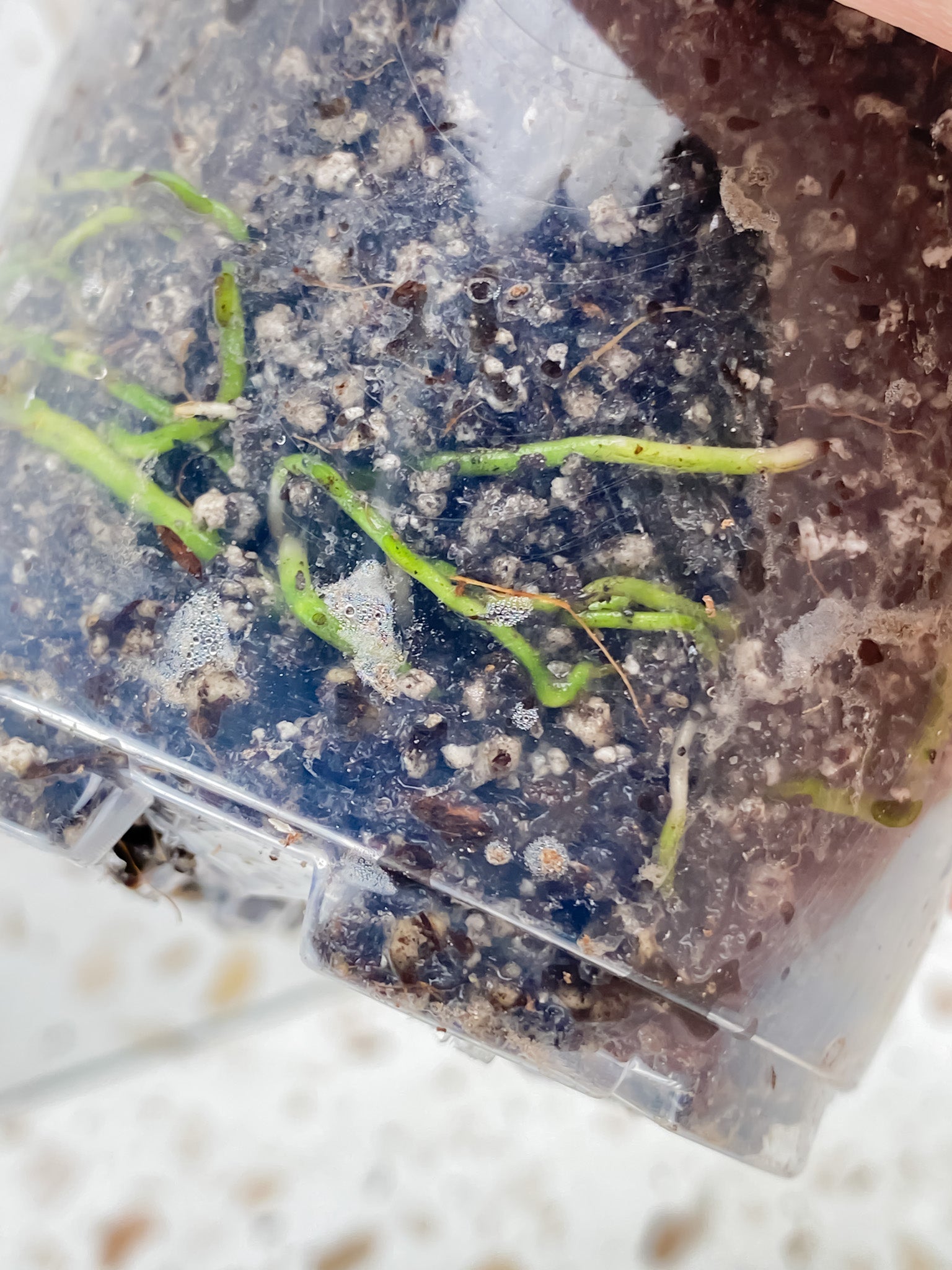 Scindapsus Moonlight Treubii Variegated node with sprout