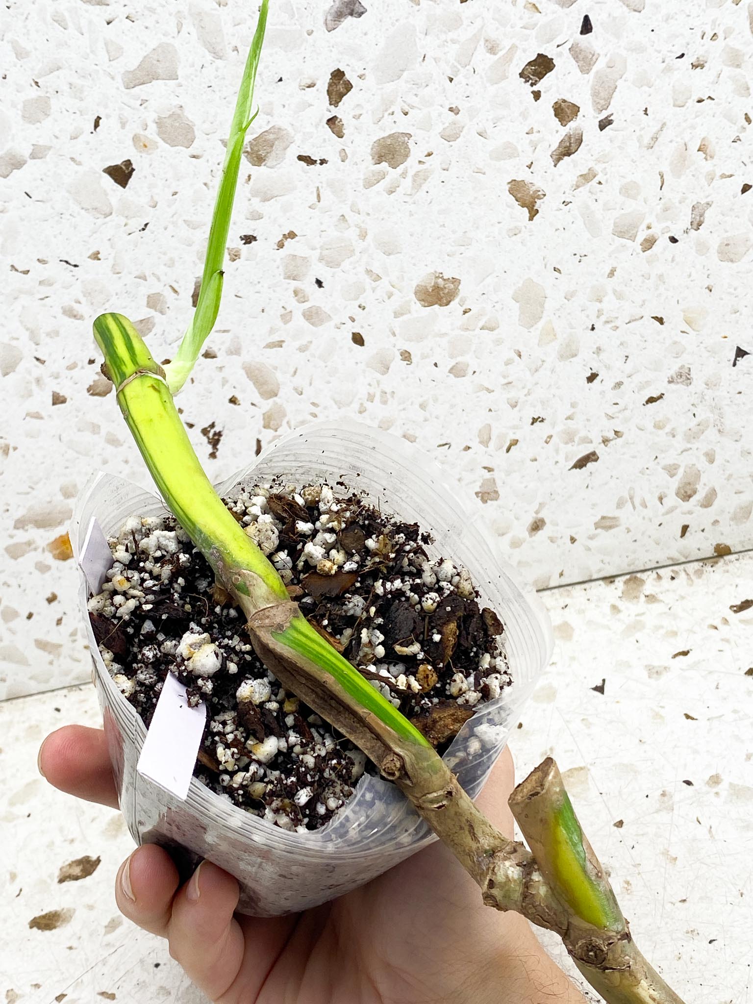 Monstera Aurea Tricolor multiple nodes with big sprout (rooting)