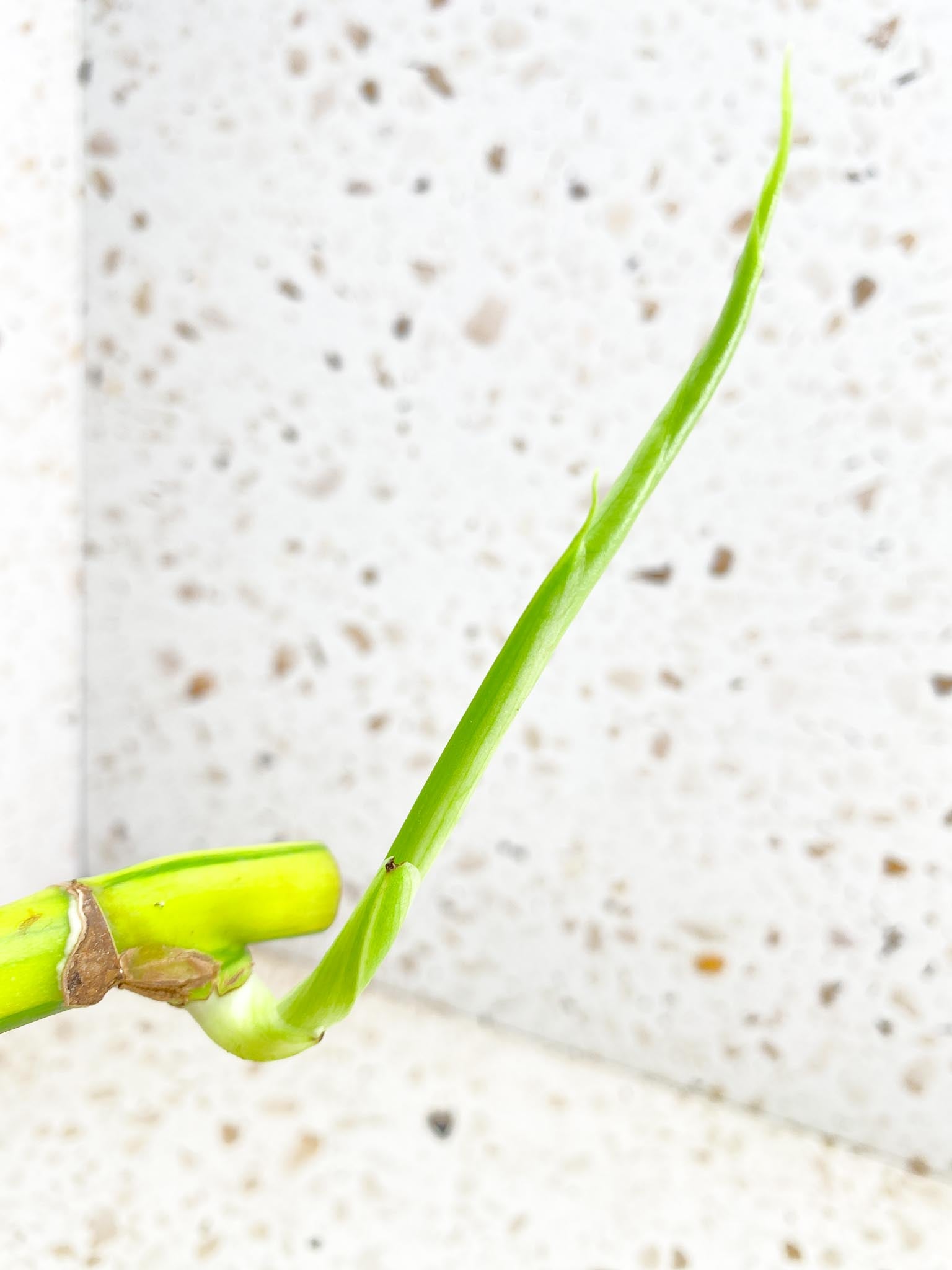 Monstera Aurea Tricolor multiple nodes with big sprout (rooting)